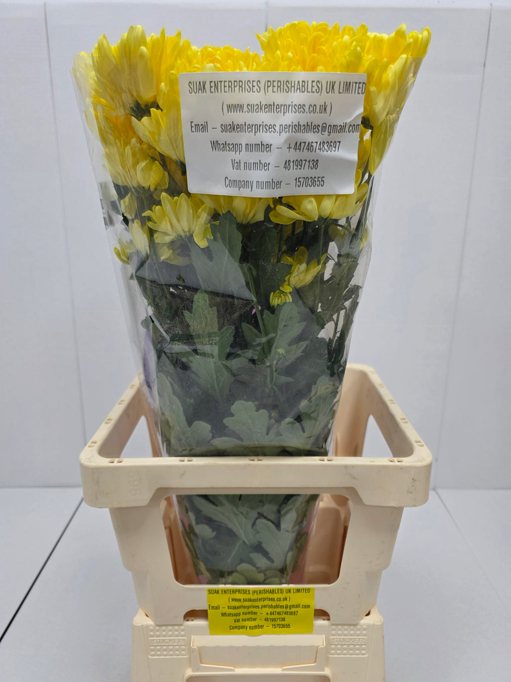 Farm Fresh Spray Chrysanthemum T Baltica Yellow (Bunch of 5 stems, Length 70cm) (PACK OF 2)