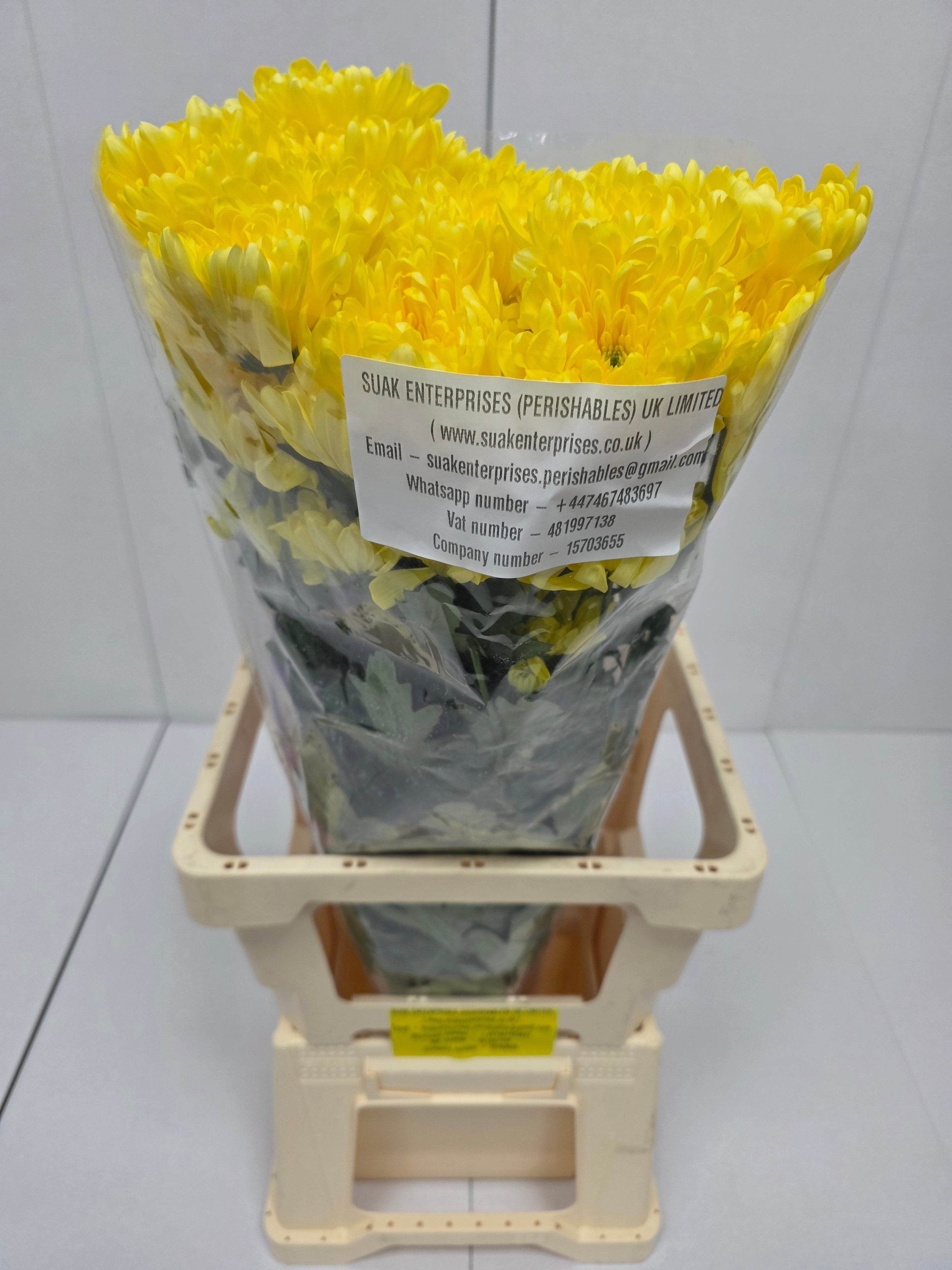 Farm Fresh Spray Chrysanthemum T Baltica Yellow (Bunch of 5 stems, Length 70cm) (PACK OF 2)