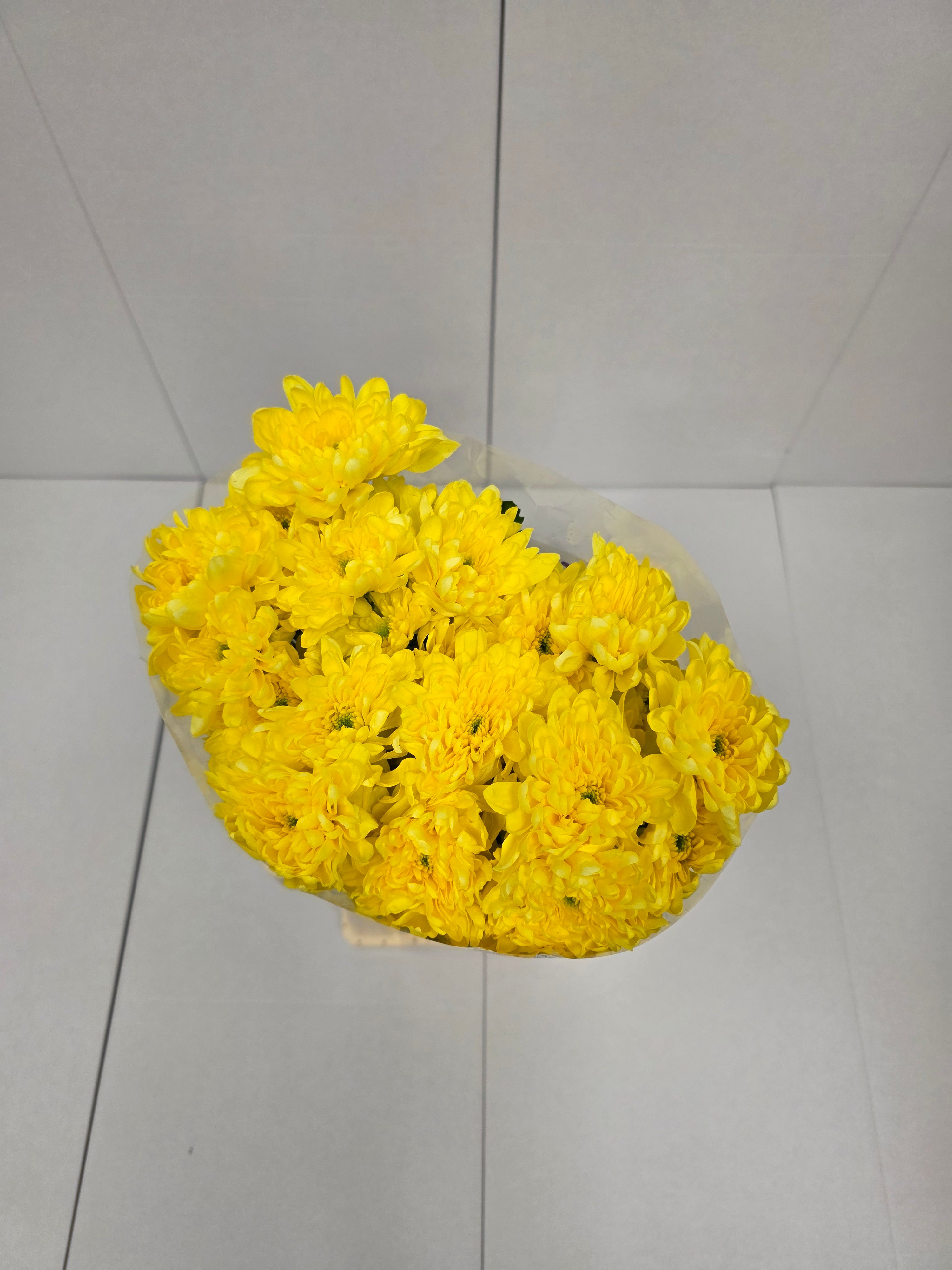 Farm Fresh Spray Chrysanthemum T Baltica Yellow (Bunch of 5 stems, Length 70cm) (PACK OF 2)