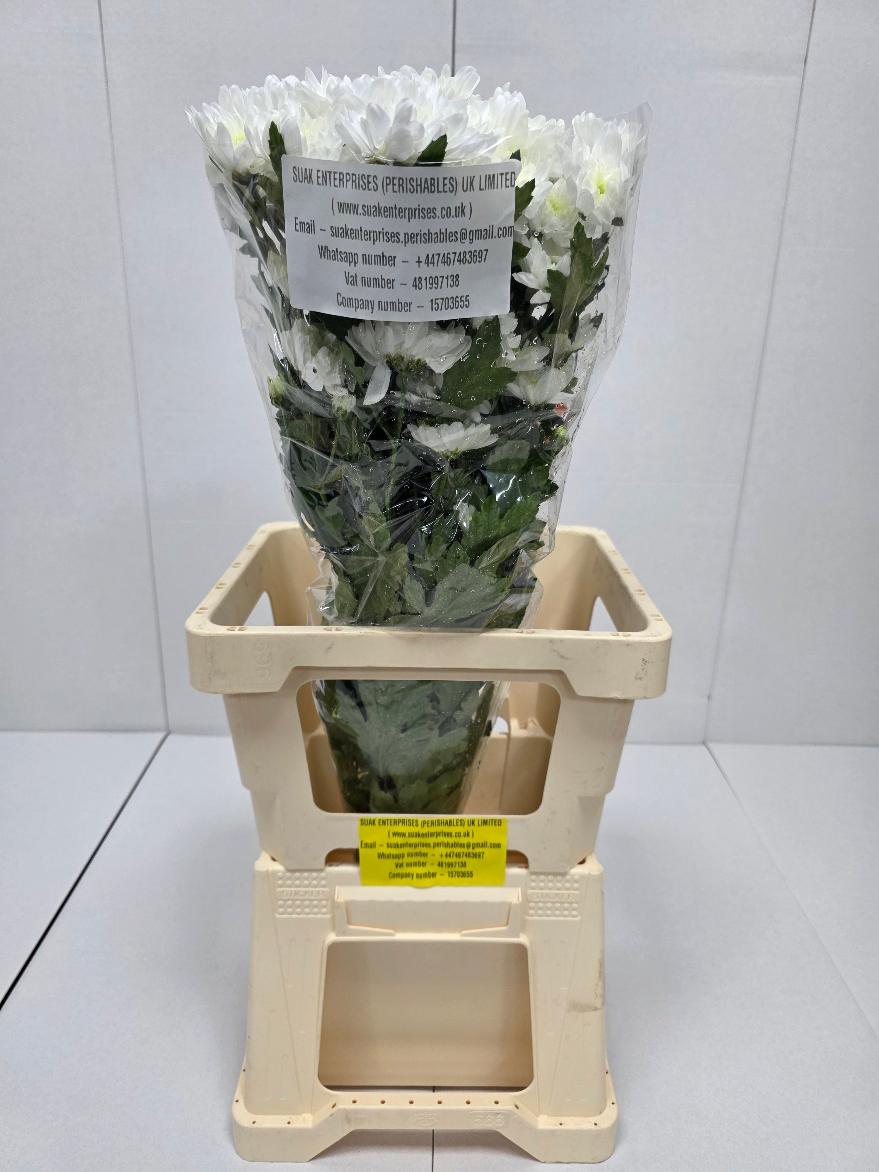 Farm Fresh Spray Chrysanthemum T Bonita (Bunch of 5 stems, Length 70cm) (PACK OF 2)