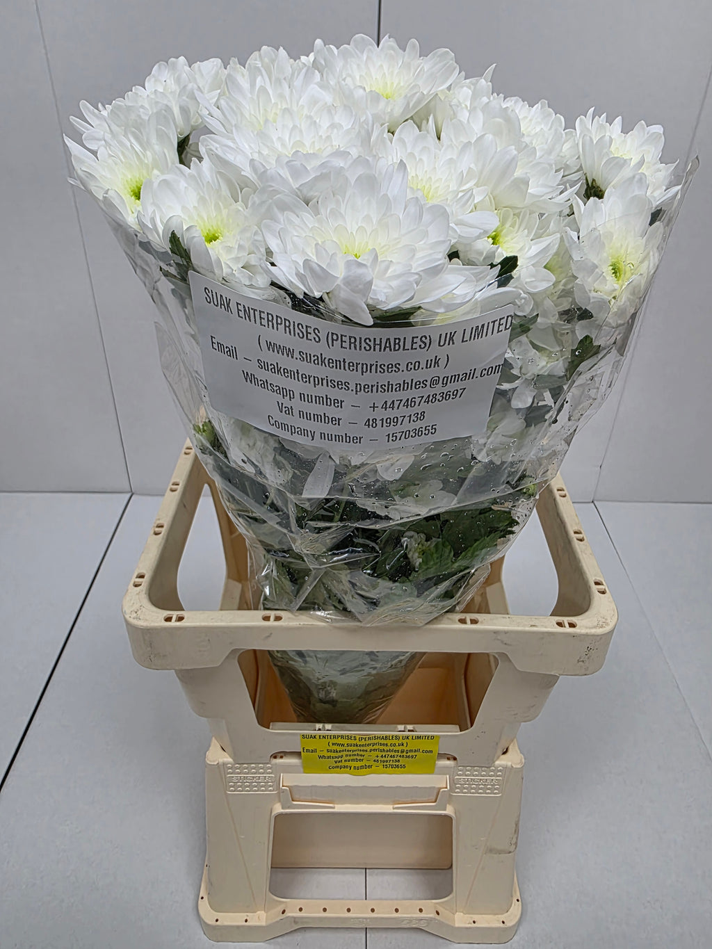 Farm Fresh Spray Chrysanthemum T Bonita (Bunch of 5 stems, Length 70cm) (PACK OF 2)