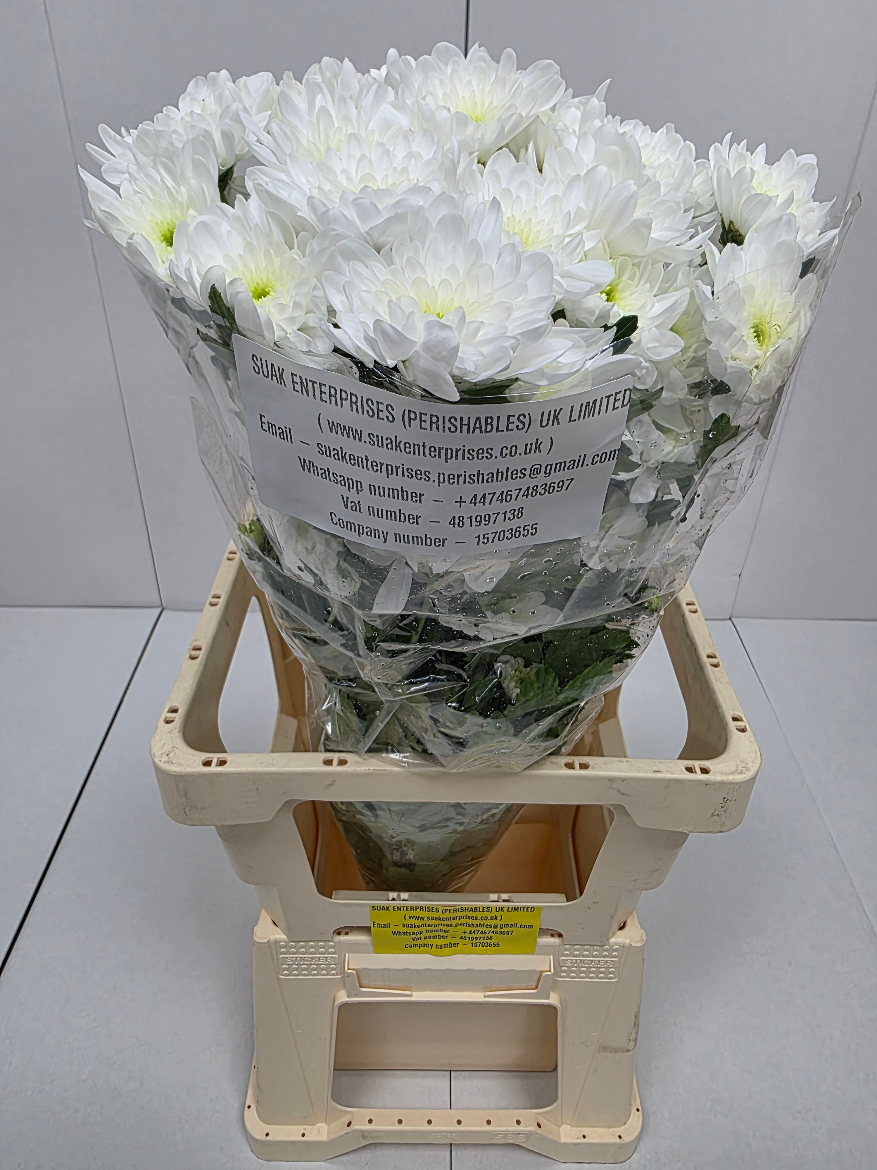 Farm Fresh Spray Chrysanthemum T Bonita (Bunch of 5 stems, Length 70cm) (PACK OF 2)