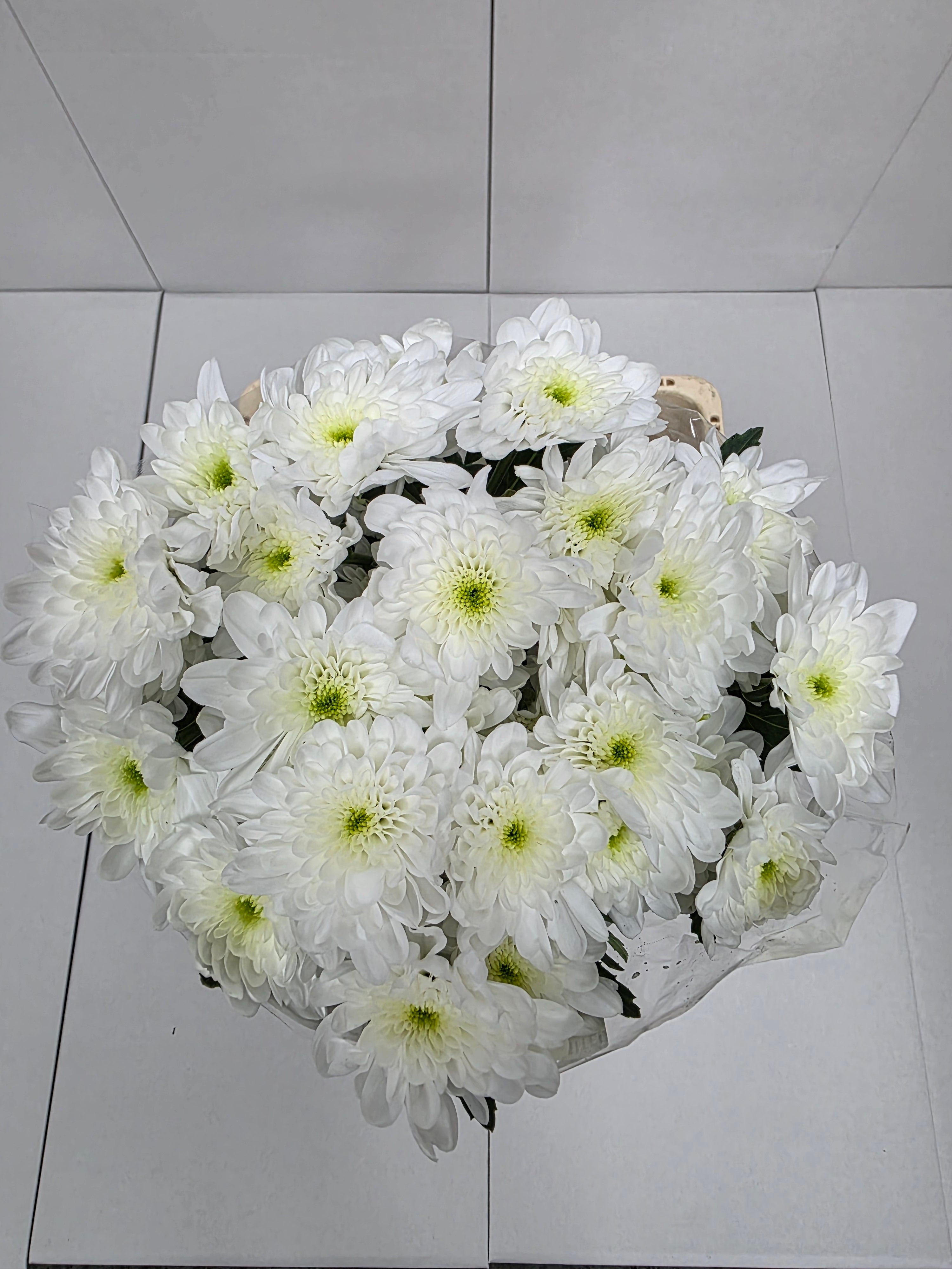 Farm Fresh Spray Chrysanthemum T Bonita (Bunch of 5 stems, Length 70cm) (PACK OF 2)
