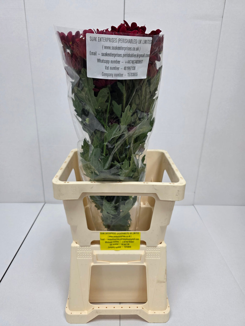 Farm Fresh Spray Chrysanthemum T Bontempi (Bunch of 5 stems, Length 70cm) (PACK OF 2)