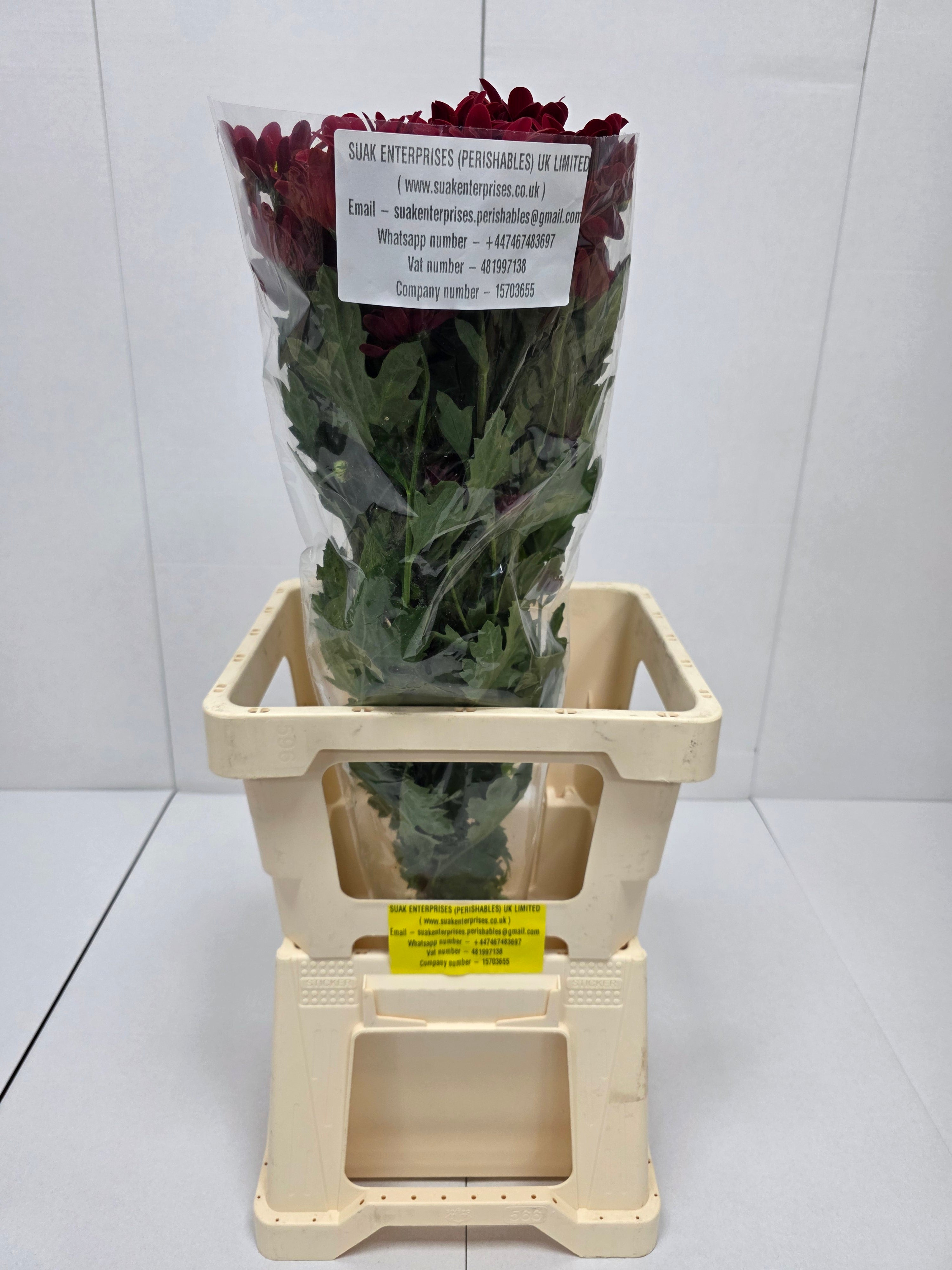 Farm Fresh Spray Chrysanthemum T Bontempi (Bunch of 5 stems, Length 70cm) (PACK OF 2)