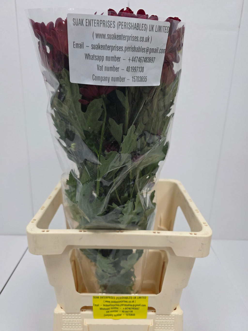 Farm Fresh Spray Chrysanthemum T Bontempi (Bunch of 5 stems, Length 70cm) (PACK OF 2)