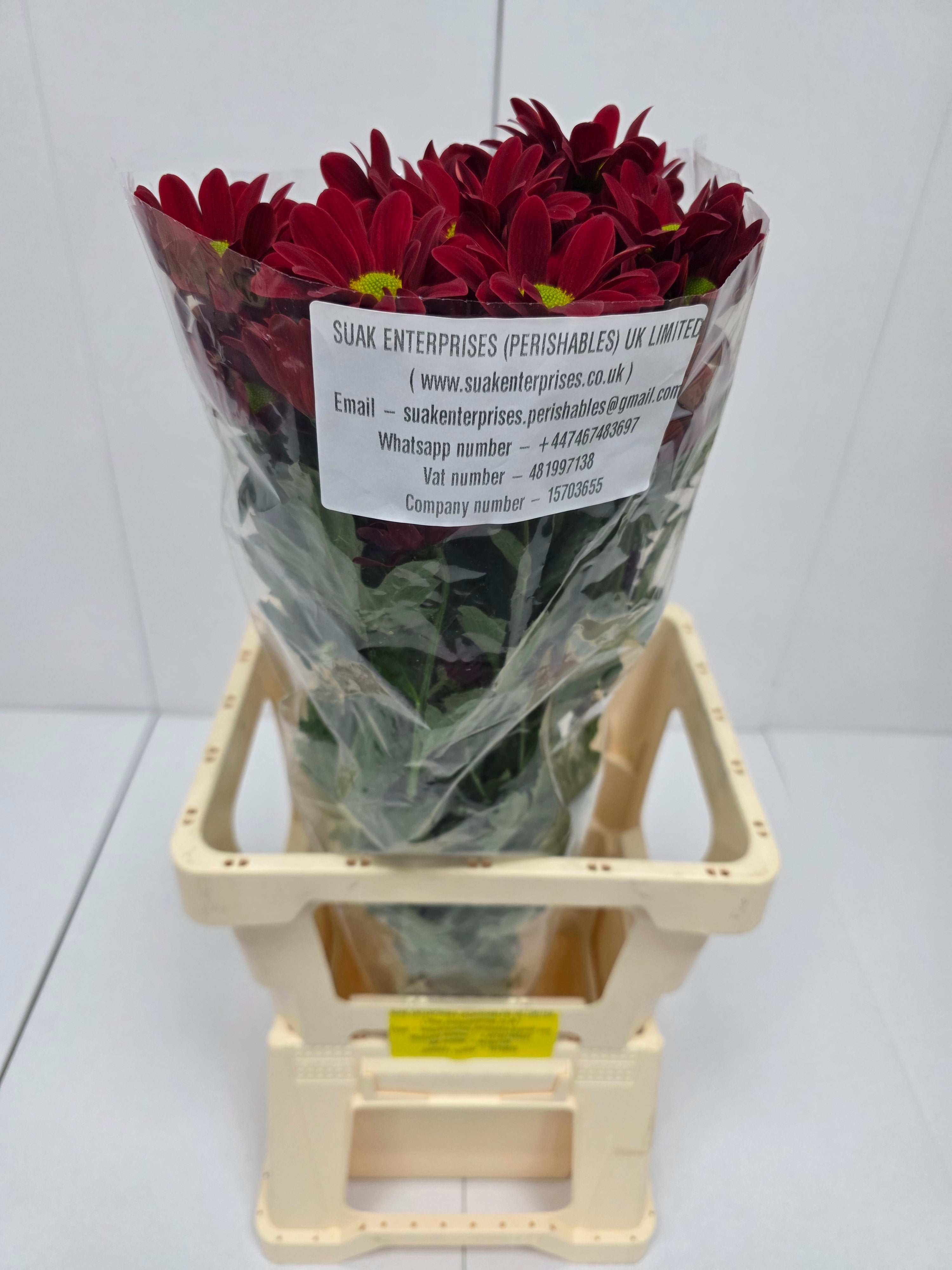 Farm Fresh Spray Chrysanthemum T Bontempi (Bunch of 5 stems, Length 70cm) (PACK OF 2)