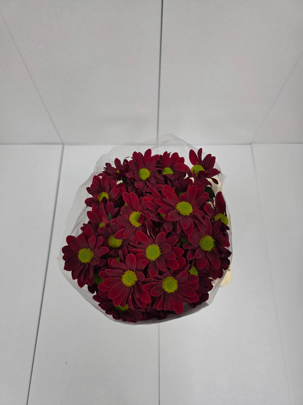 Farm Fresh Spray Chrysanthemum T Bontempi (Bunch of 5 stems, Length 70cm) (PACK OF 2)