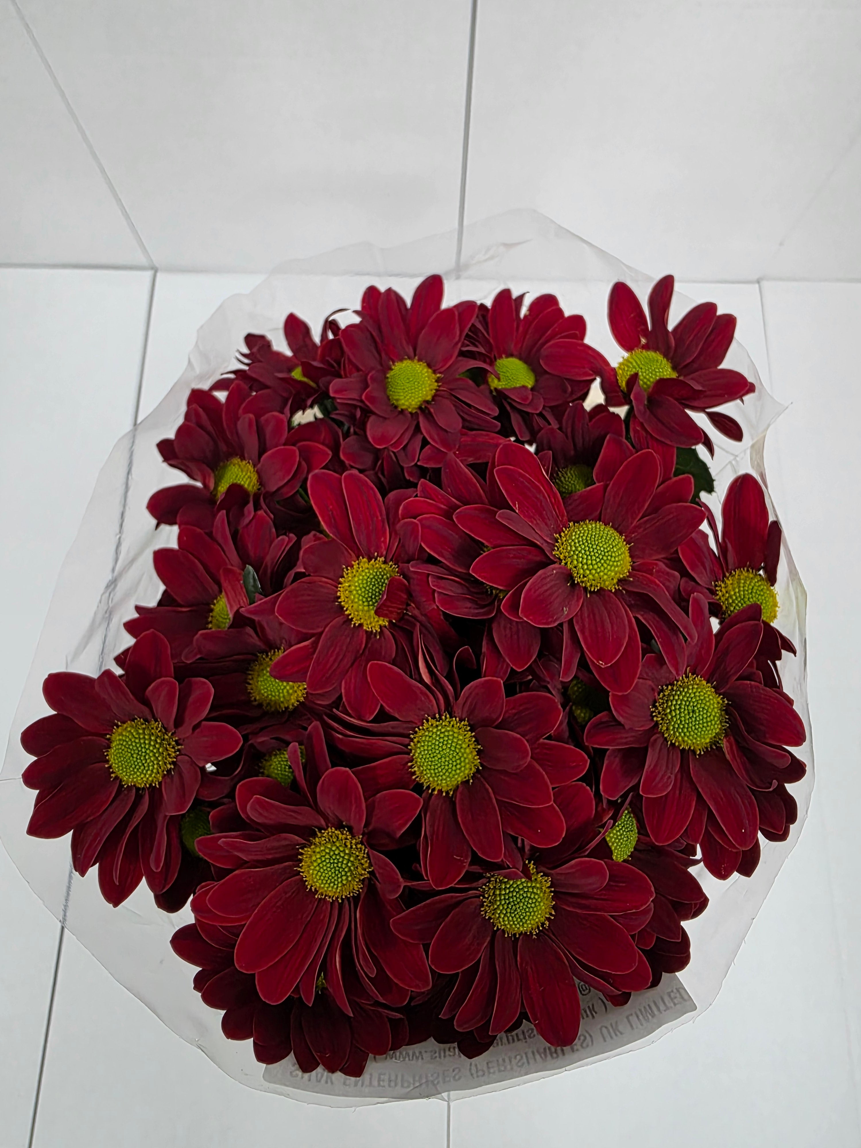 Farm Fresh Spray Chrysanthemum T Bontempi (Bunch of 5 stems, Length 70cm) (PACK OF 2)