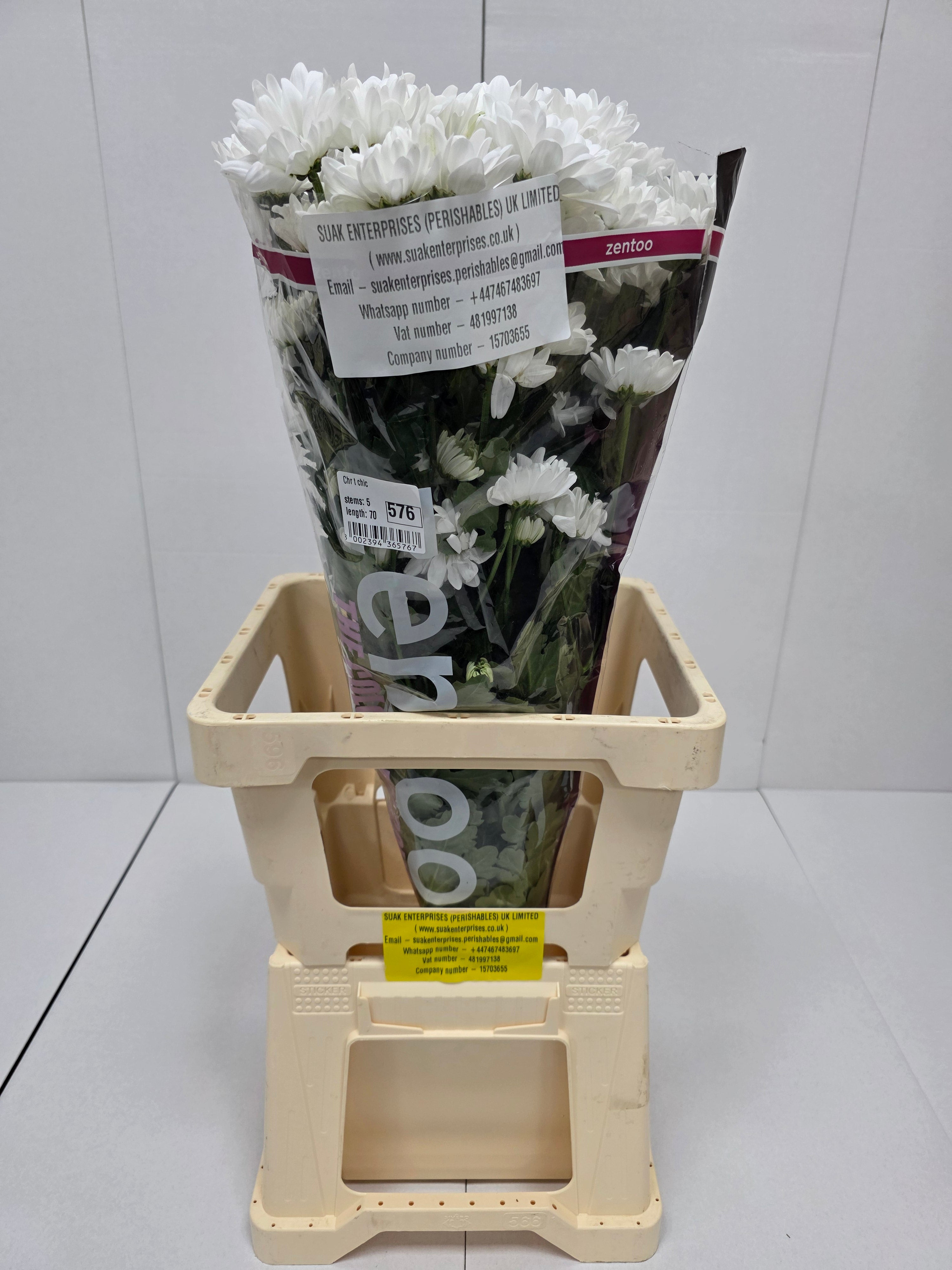 Farm Fresh Spray Chrysanthemum T Chic (Bunch of 5 stems, Length 70cm) (PACK OF 2)