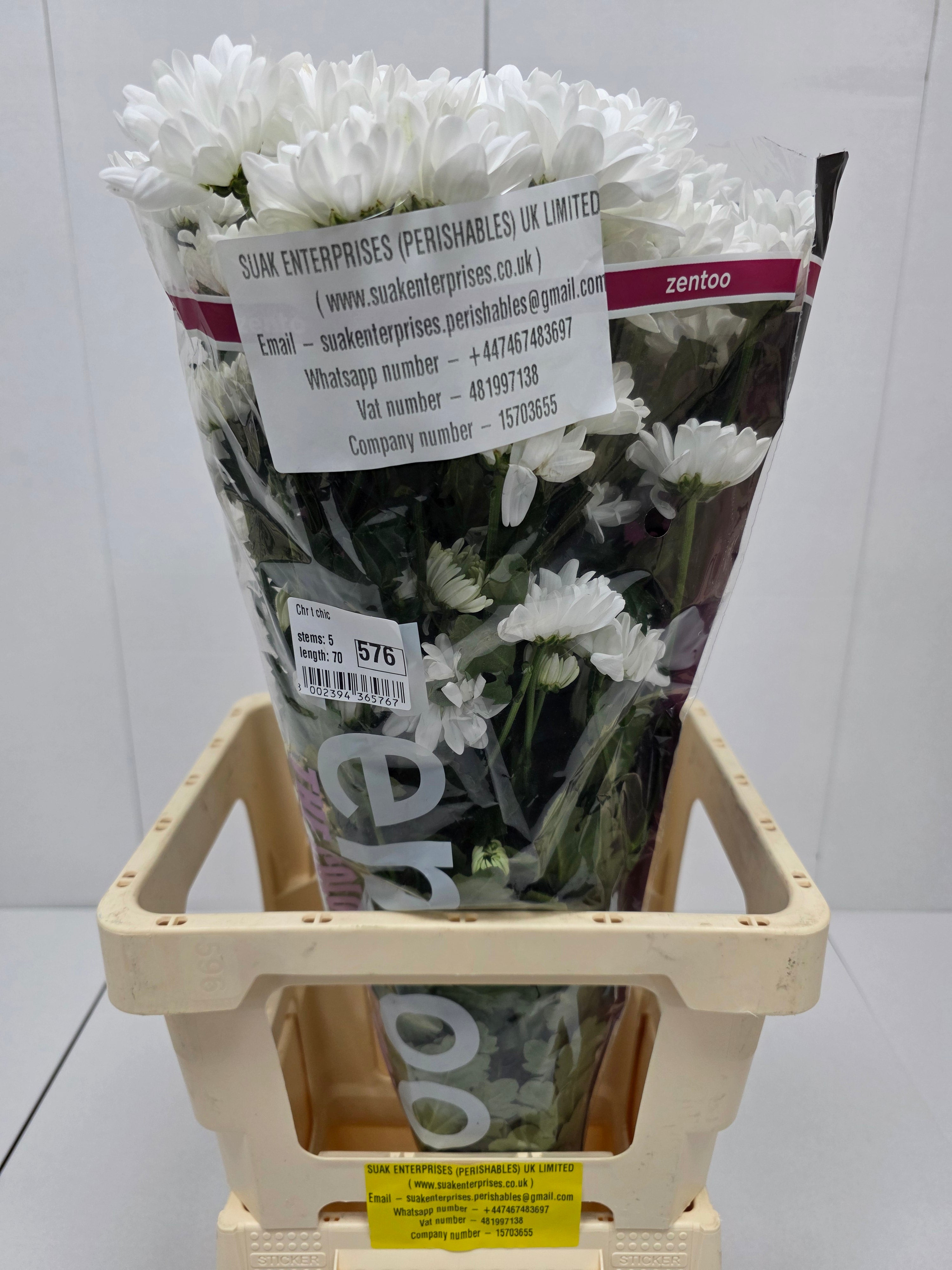 Farm Fresh Spray Chrysanthemum T Chic (Bunch of 5 stems, Length 70cm) (PACK OF 2)