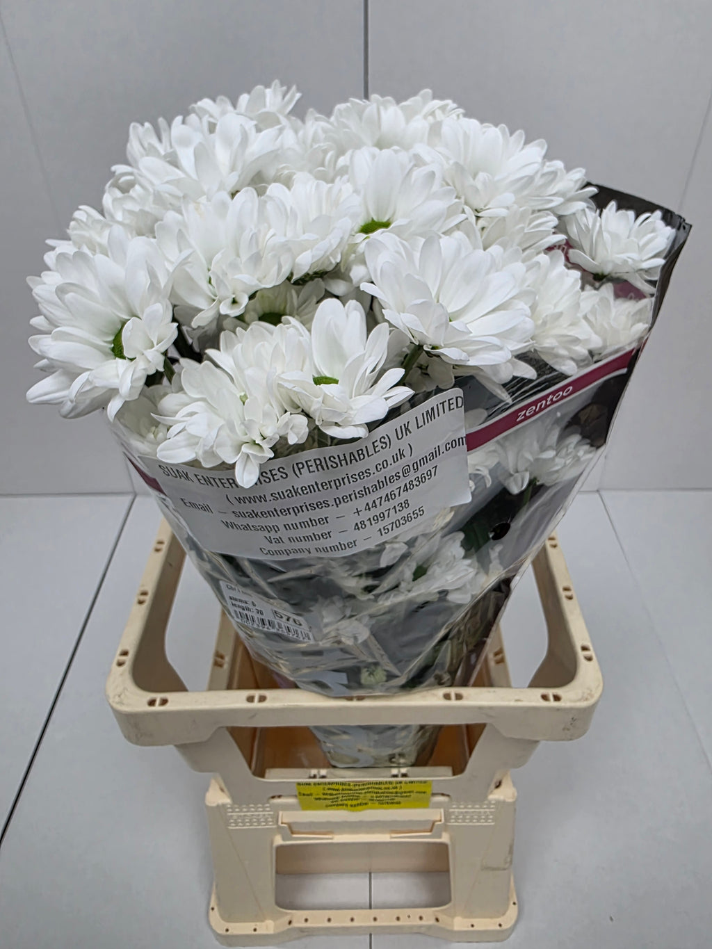 Farm Fresh Spray Chrysanthemum T Chic (Bunch of 5 stems, Length 70cm) (PACK OF 2)