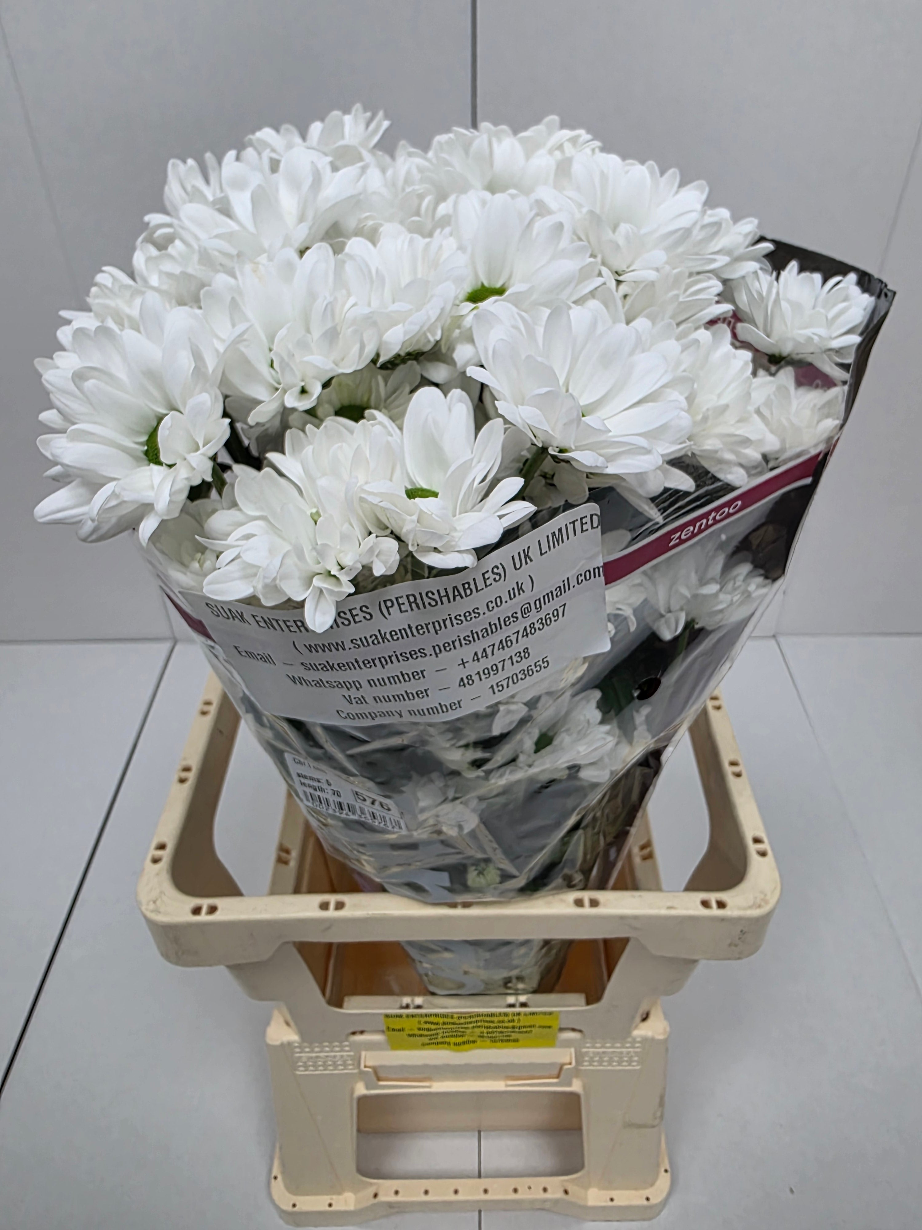 Farm Fresh Spray Chrysanthemum T Chic (Bunch of 5 stems, Length 70cm) (PACK OF 2)