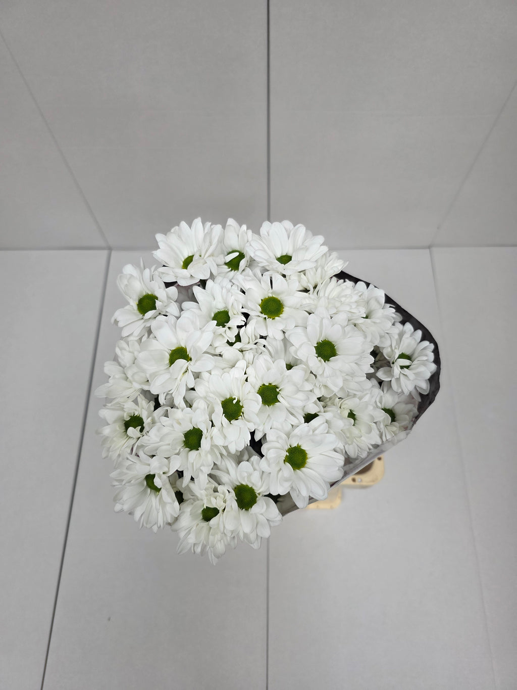 Farm Fresh Spray Chrysanthemum T Chic (Bunch of 5 stems, Length 70cm) (PACK OF 2)