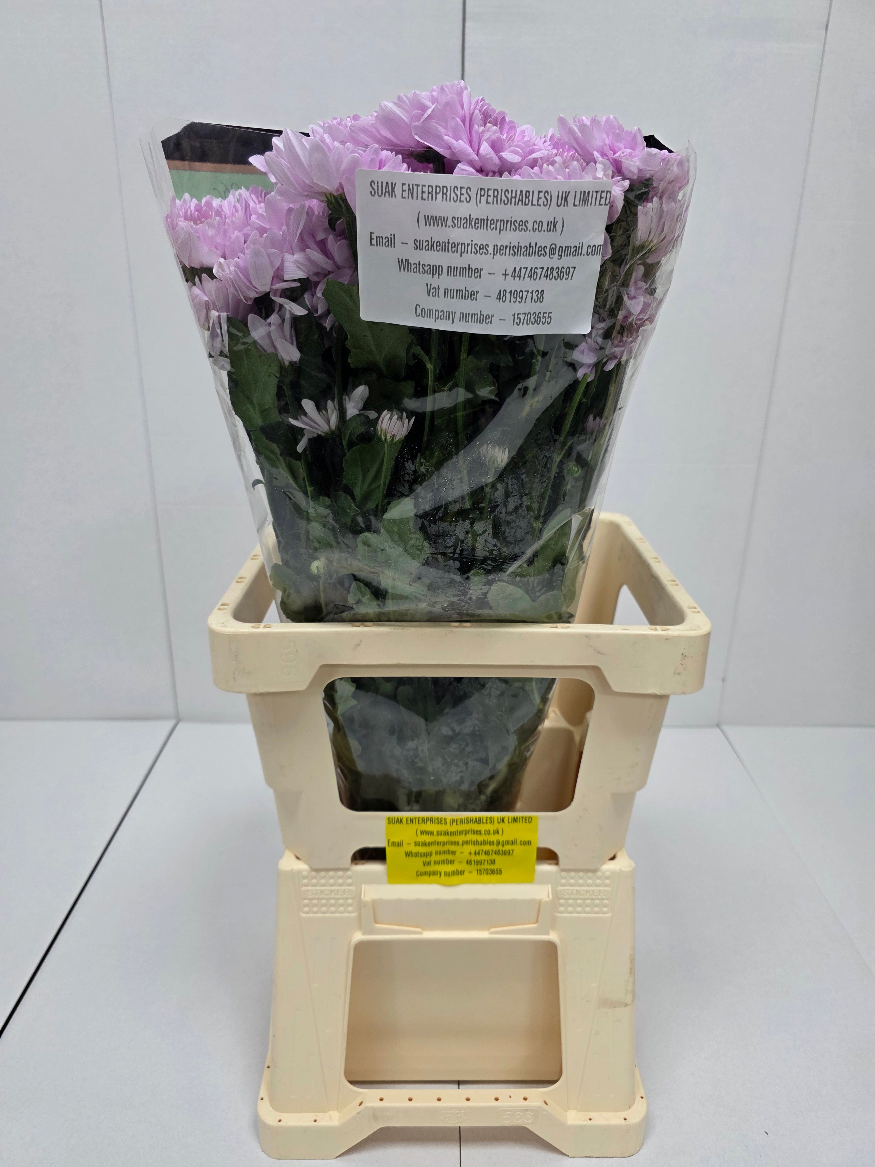 Farm Fresh Spray Chrysanthemum T Commander Pink (Bunch of 5 stems, Length 70cm) (PACK OF 2)