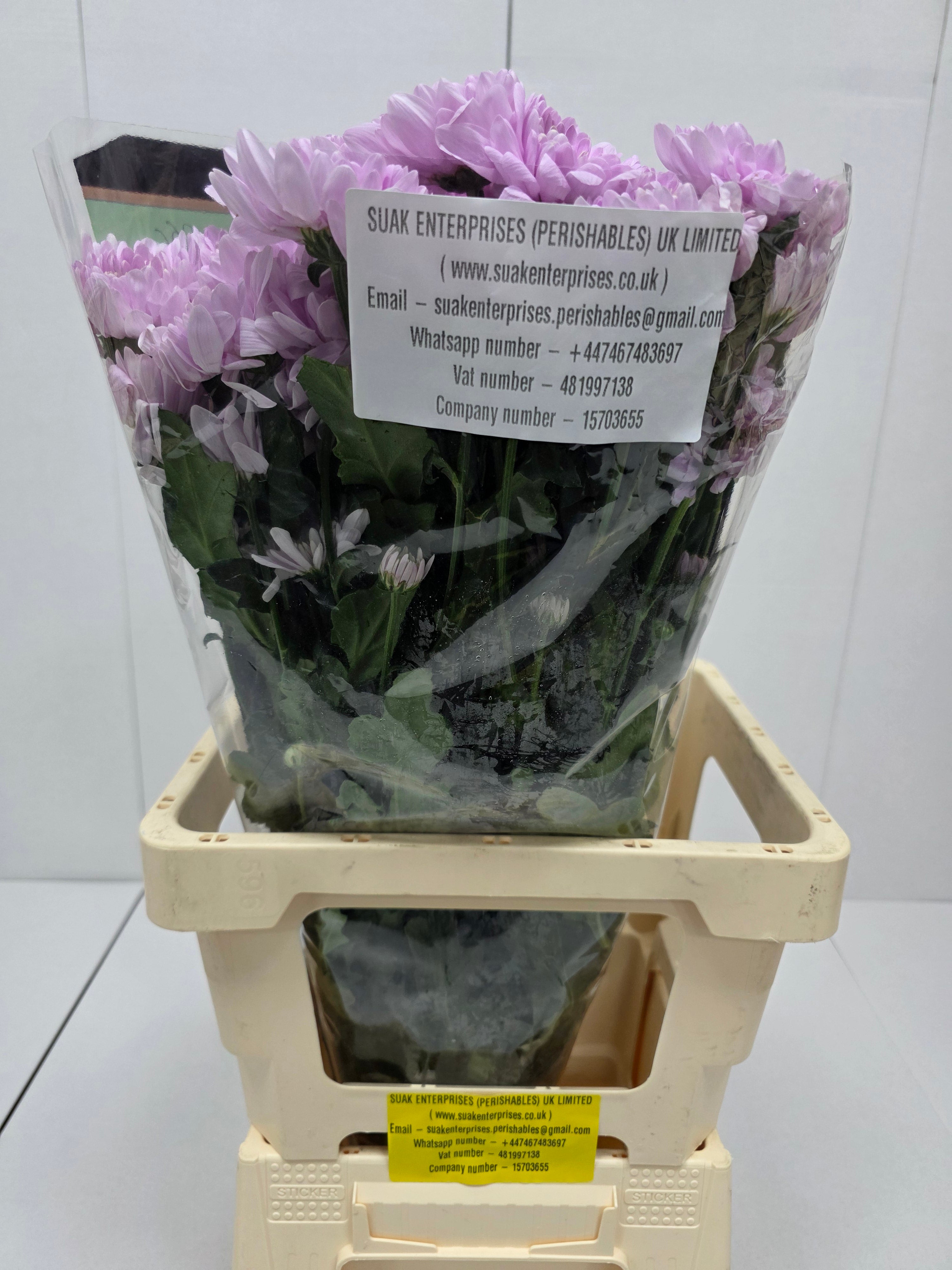 Farm Fresh Spray Chrysanthemum T Commander Pink (Bunch of 5 stems, Length 70cm) (PACK OF 2)