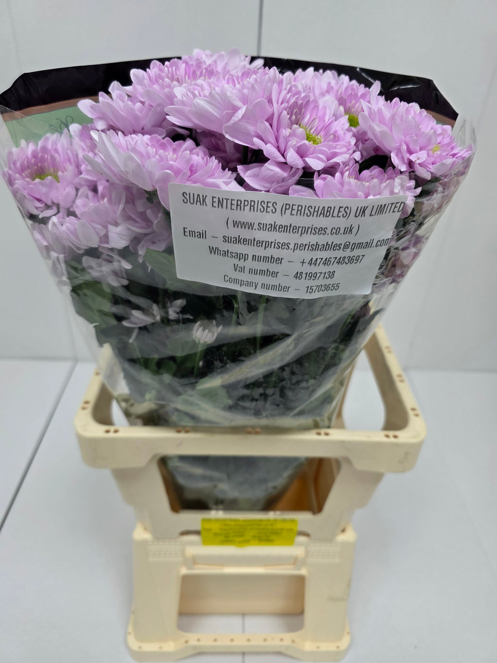 Farm Fresh Spray Chrysanthemum T Commander Pink (Bunch of 5 stems, Length 70cm) (PACK OF 2)