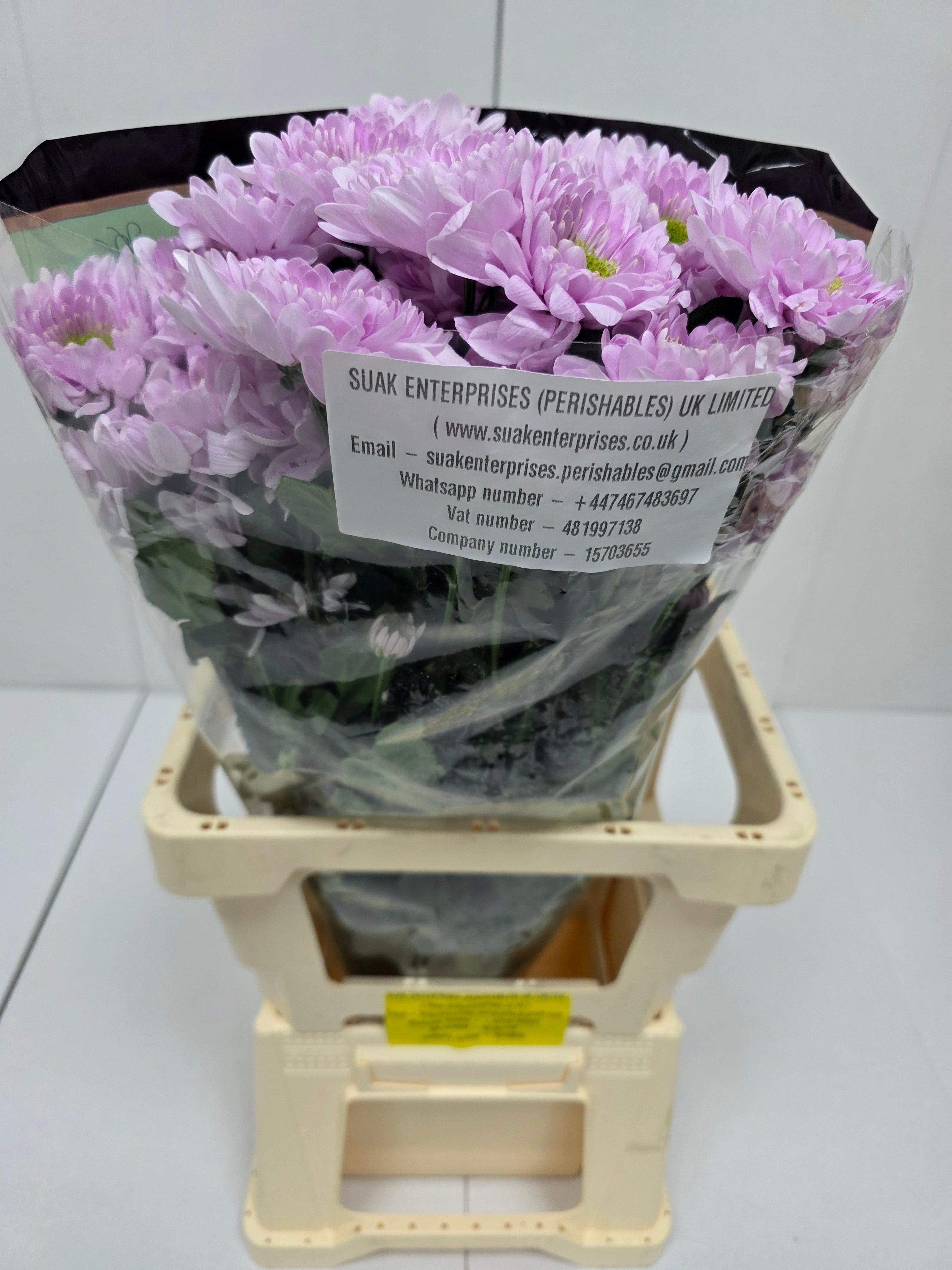 Farm Fresh Spray Chrysanthemum T Commander Pink (Bunch of 5 stems, Length 70cm) (PACK OF 2)