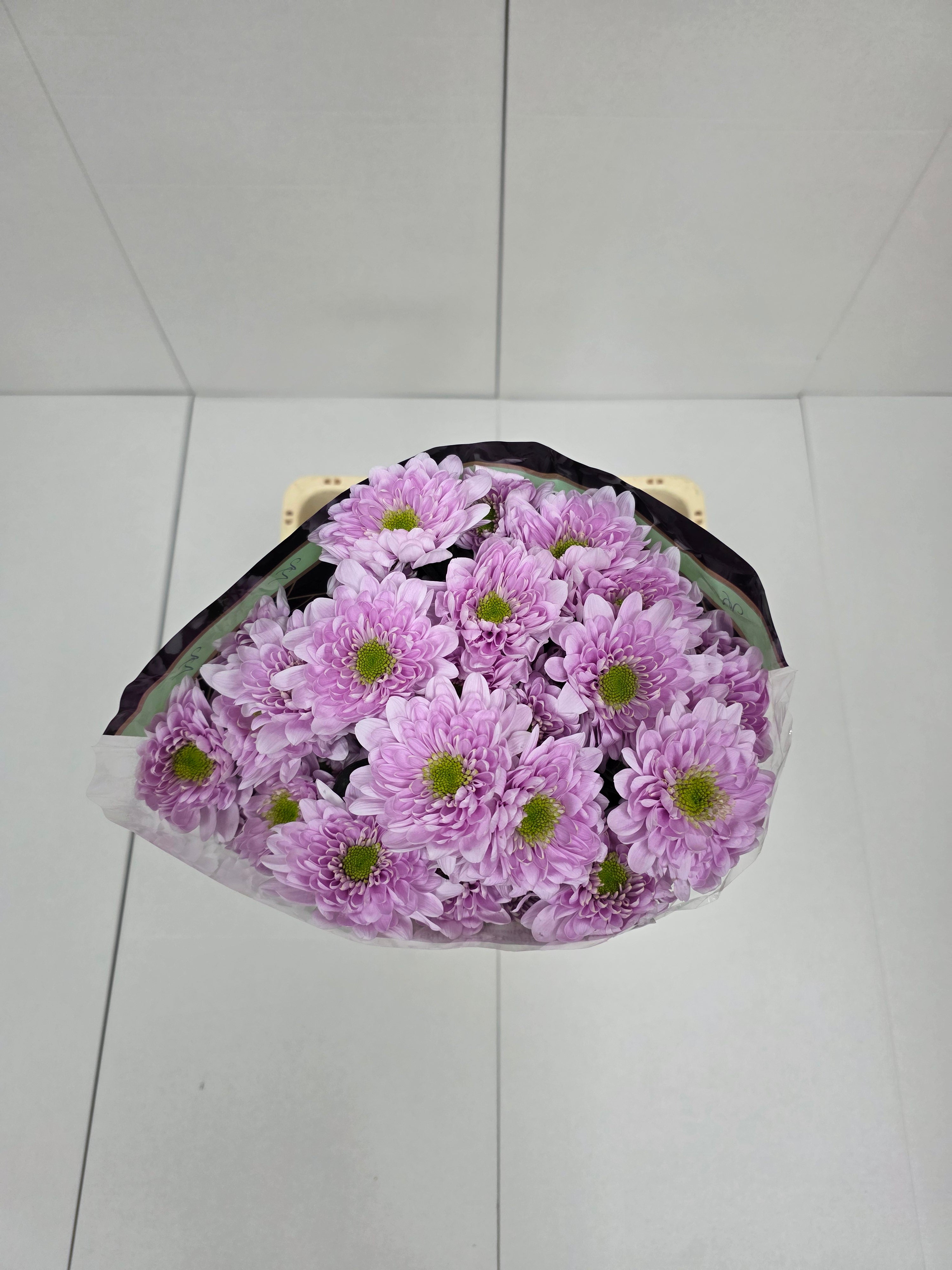 Farm Fresh Spray Chrysanthemum T Commander Pink (Bunch of 5 stems, Length 70cm) (PACK OF 2)