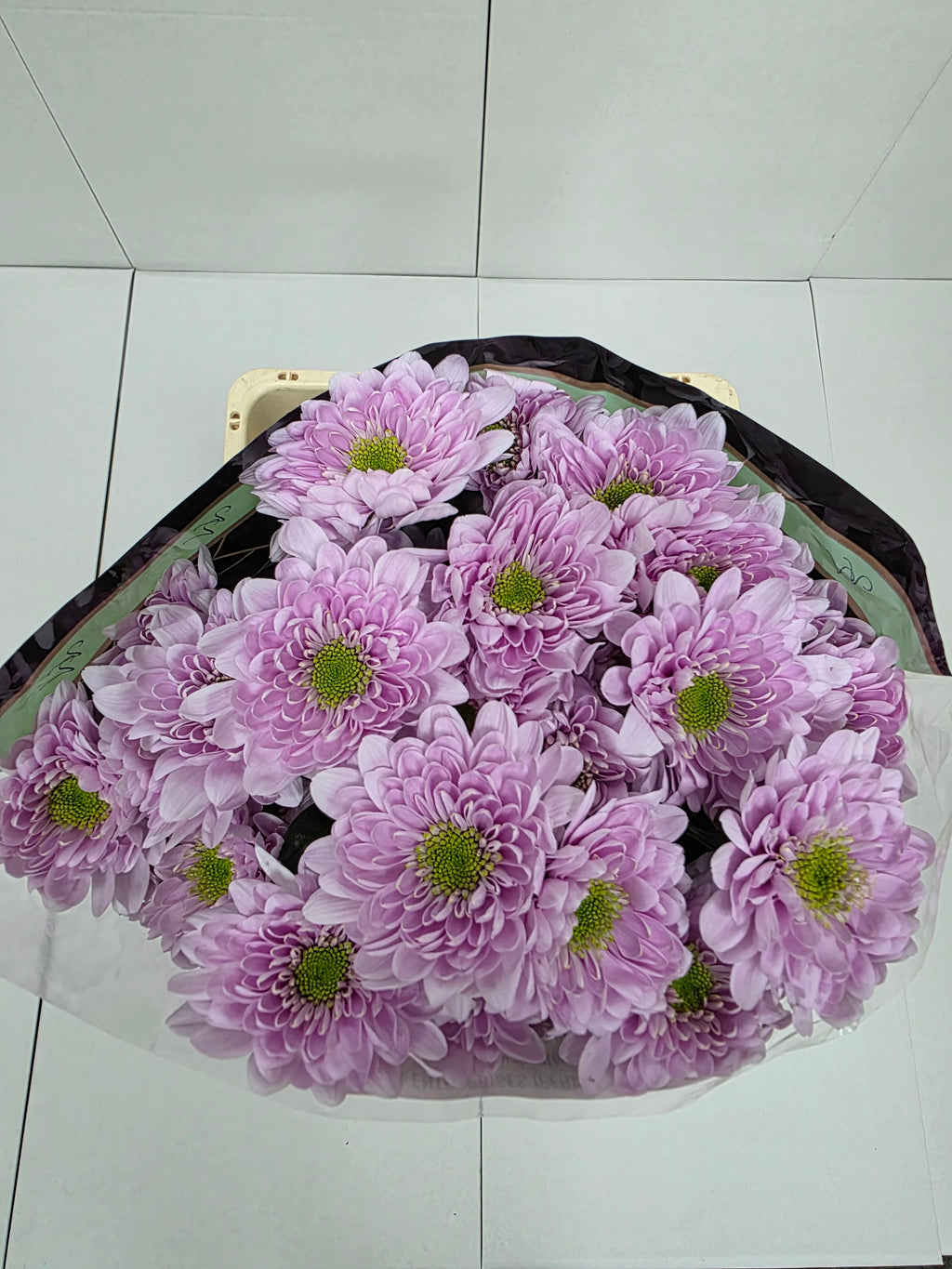 Farm Fresh Spray Chrysanthemum T Commander Pink (Bunch of 5 stems, Length 70cm) (PACK OF 2)