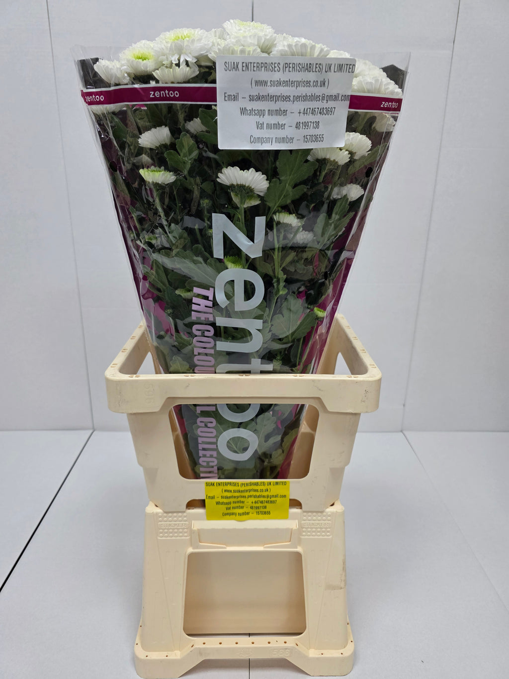 Farm Fresh Spray Chrysanthemum T Daydream (Bunch of 5 stems, Length 70cm) (PACK OF 2)