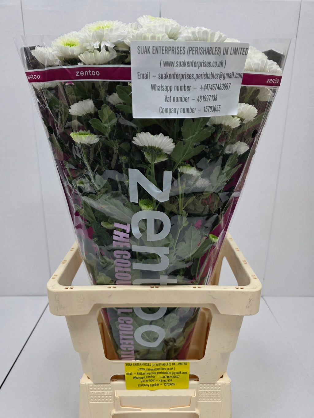 Farm Fresh Spray Chrysanthemum T Daydream (Bunch of 5 stems, Length 70cm) (PACK OF 2)