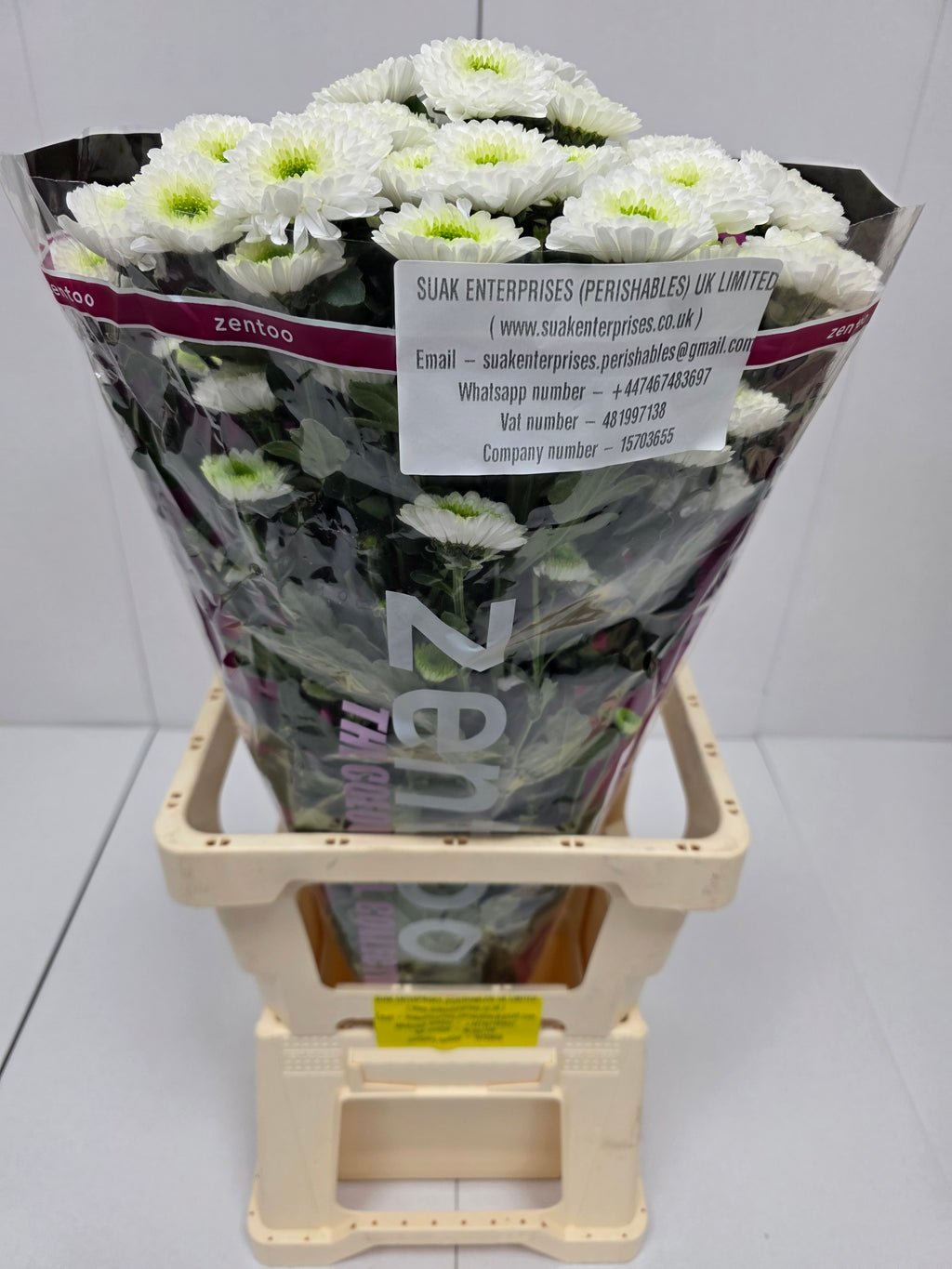 Farm Fresh Spray Chrysanthemum T Daydream (Bunch of 5 stems, Length 70cm) (PACK OF 2)