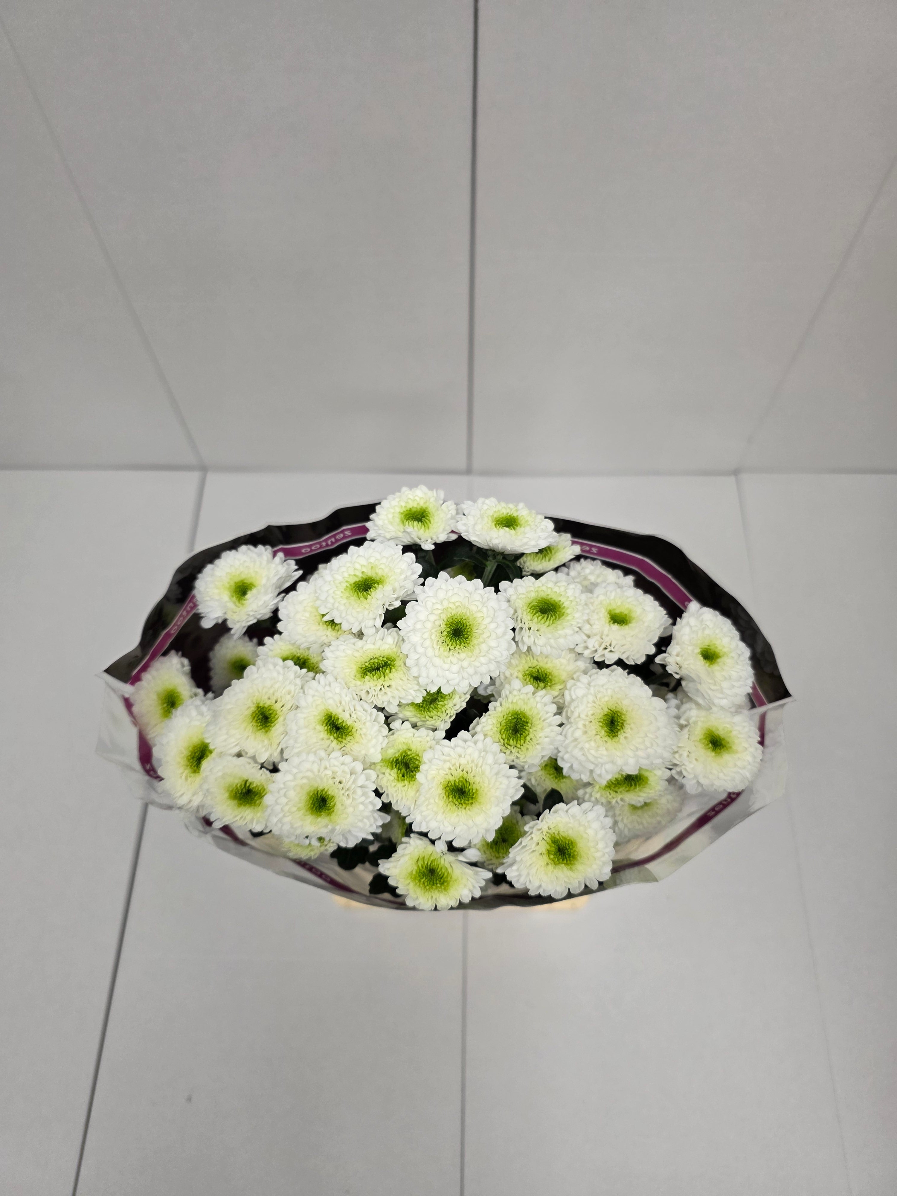 Farm Fresh Spray Chrysanthemum T Daydream (Bunch of 5 stems, Length 70cm) (PACK OF 2)