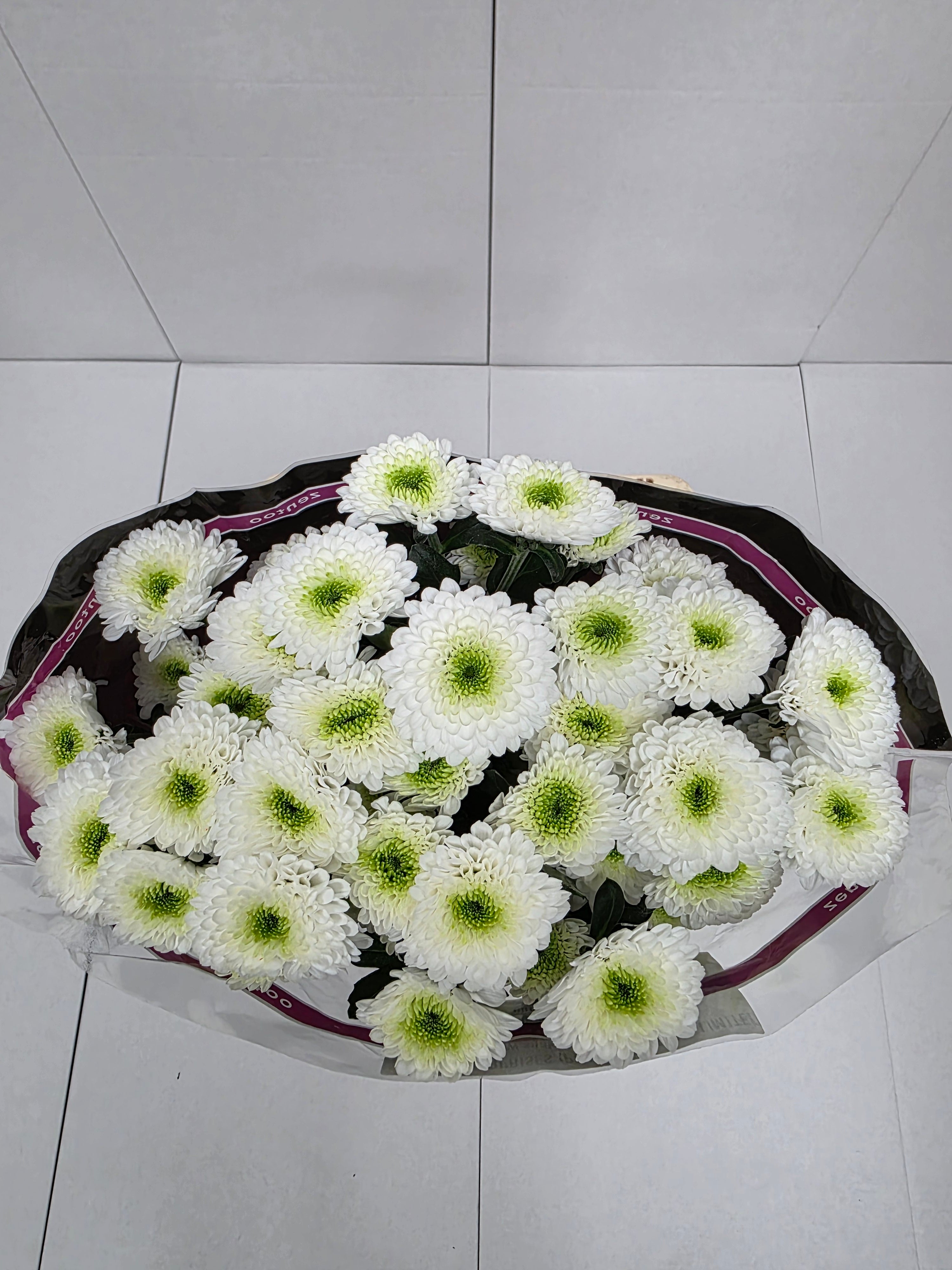 Farm Fresh Spray Chrysanthemum T Daydream (Bunch of 5 stems, Length 70cm) (PACK OF 2)