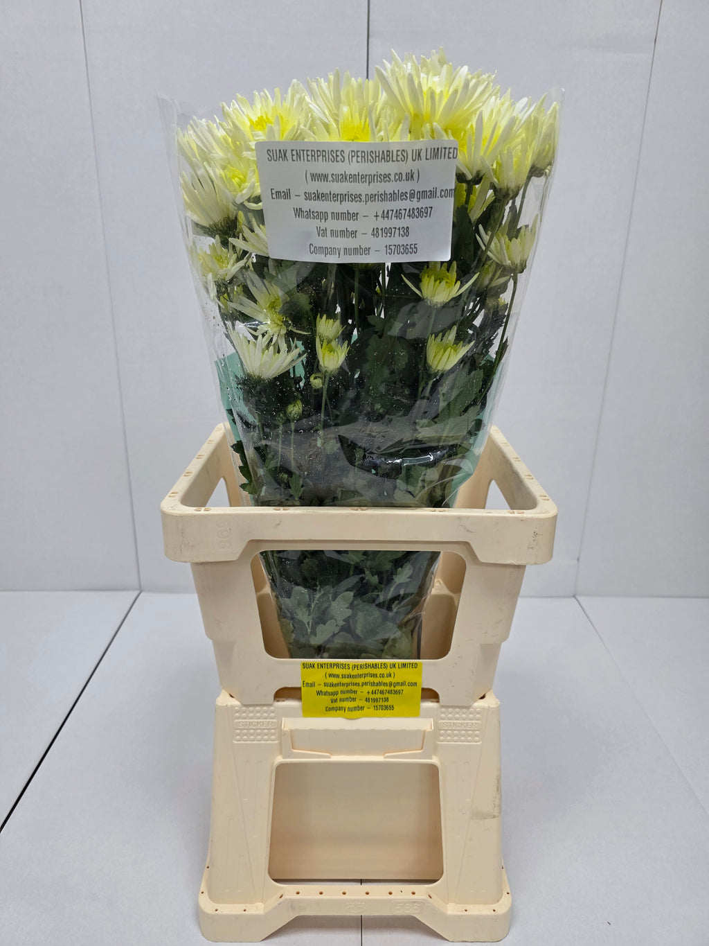 Farm Fresh Spray Chrysanthemum T Delianne White (Bunch of 5 stems, Length 70cm) (PACK OF 2)