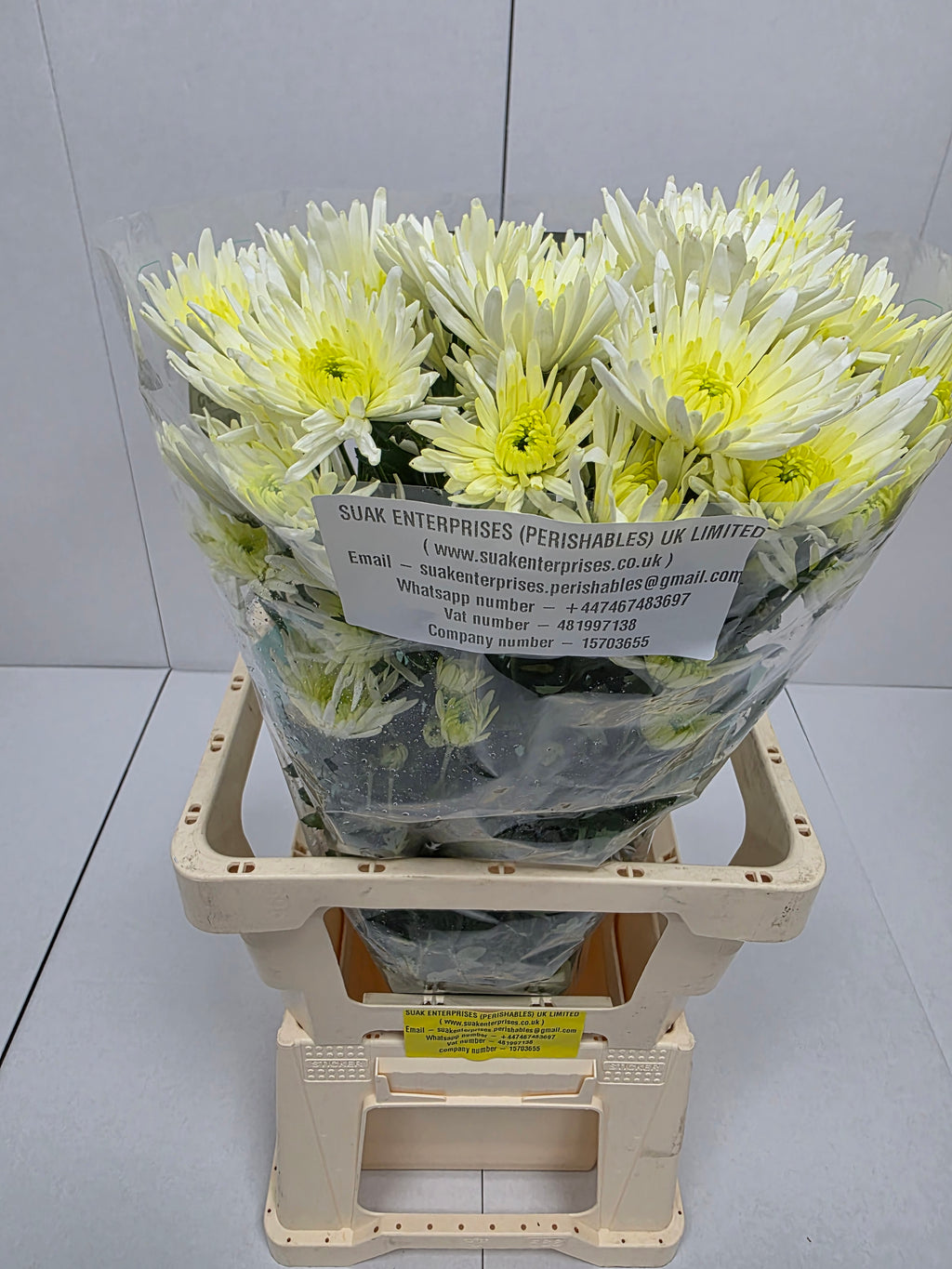 Farm Fresh Spray Chrysanthemum T Delianne White (Bunch of 5 stems, Length 70cm) (PACK OF 2)