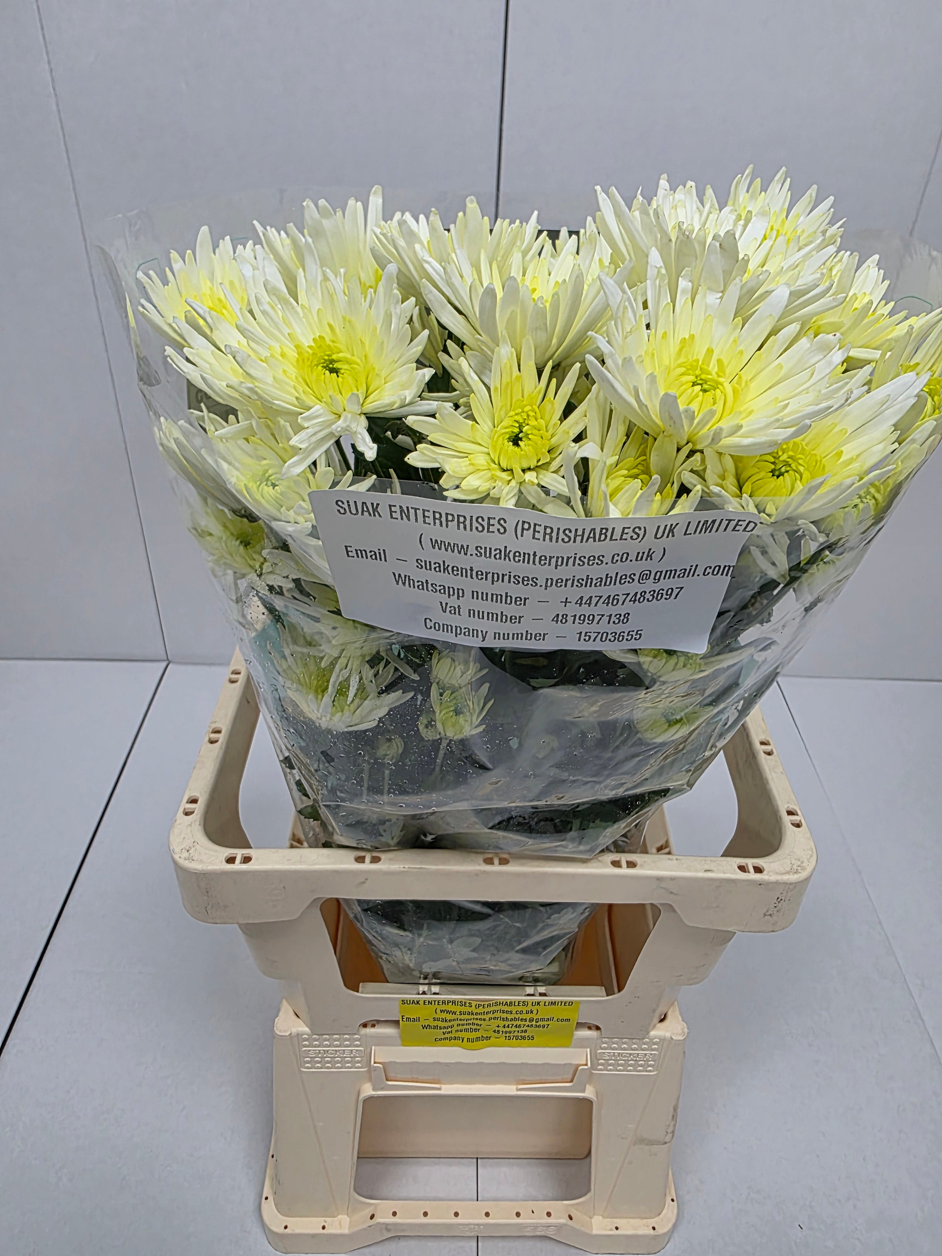 Farm Fresh Spray Chrysanthemum T Delianne White (Bunch of 5 stems, Length 70cm) (PACK OF 2)