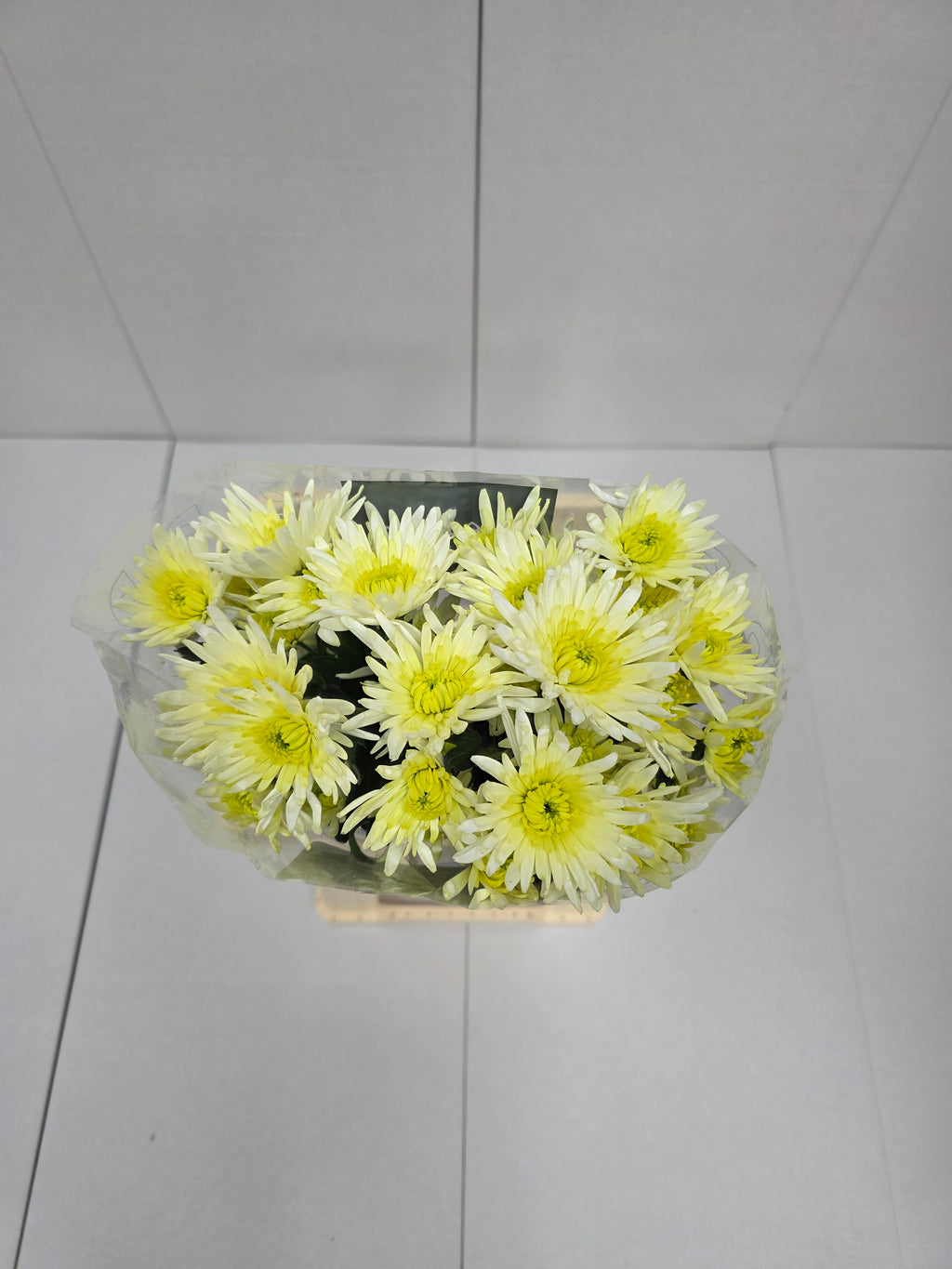 Farm Fresh Spray Chrysanthemum T Delianne White (Bunch of 5 stems, Length 70cm) (PACK OF 2)