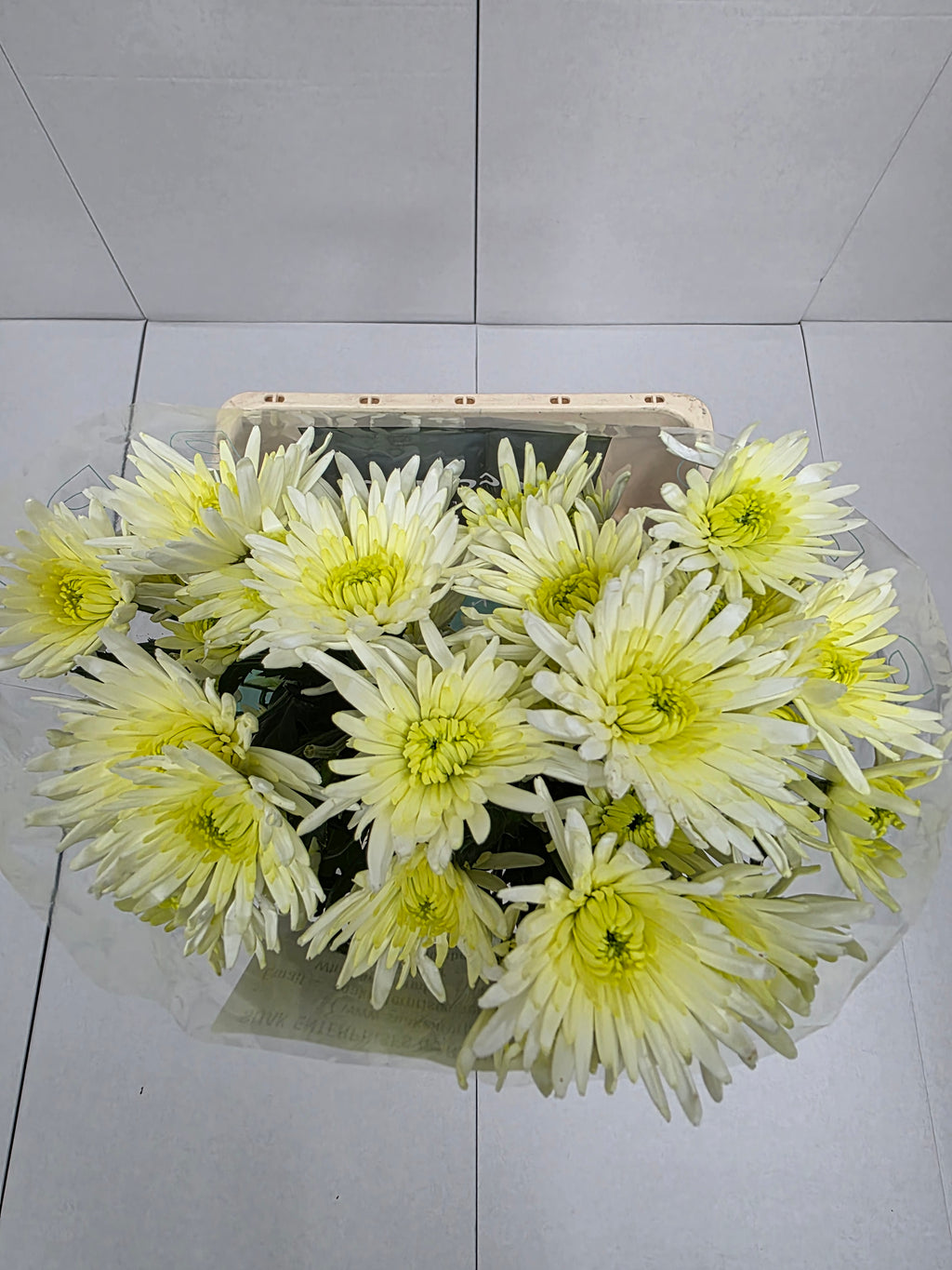 Farm Fresh Spray Chrysanthemum T Delianne White (Bunch of 5 stems, Length 70cm) (PACK OF 2)