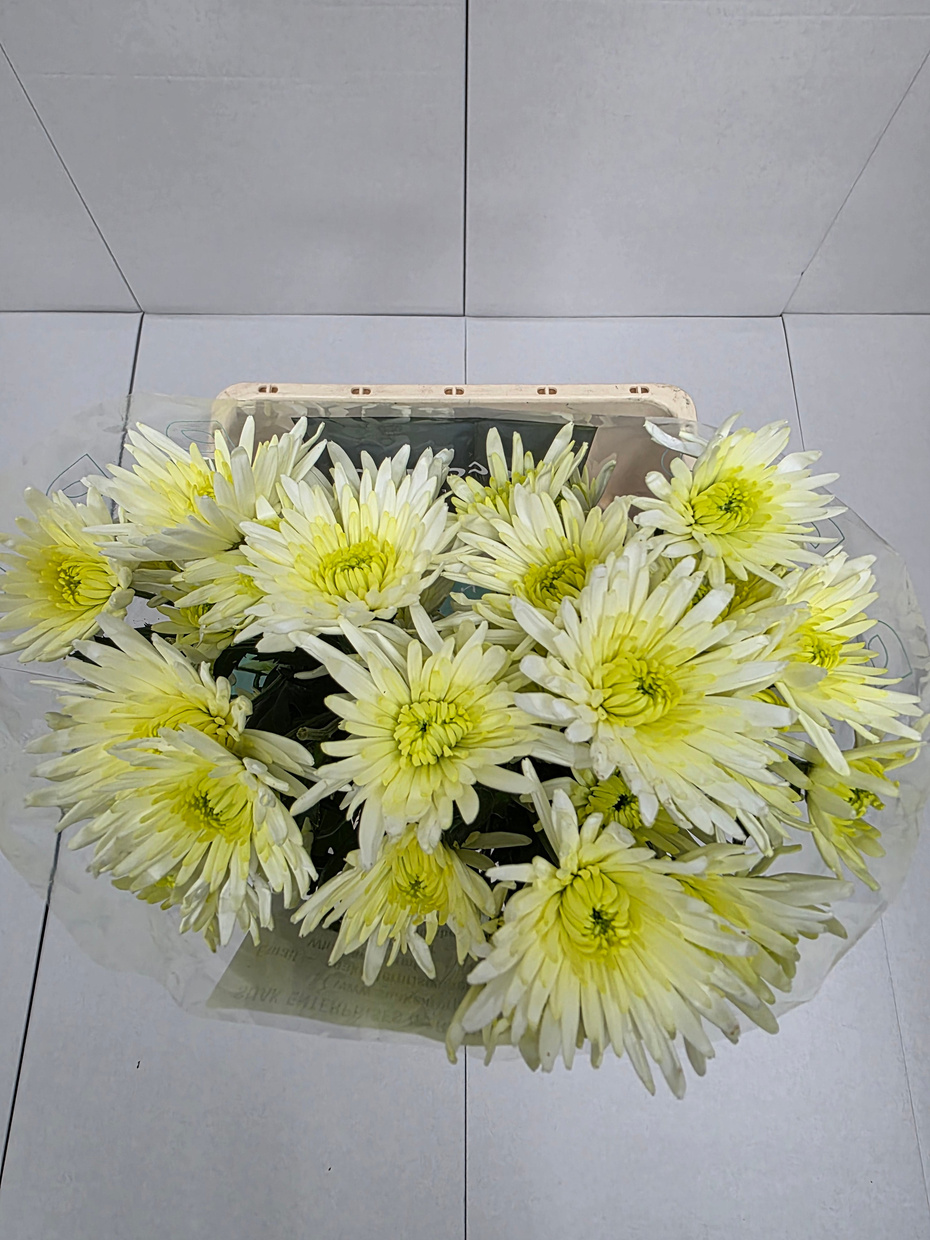 Farm Fresh Spray Chrysanthemum T Delianne White (Bunch of 5 stems, Length 70cm) (PACK OF 2)