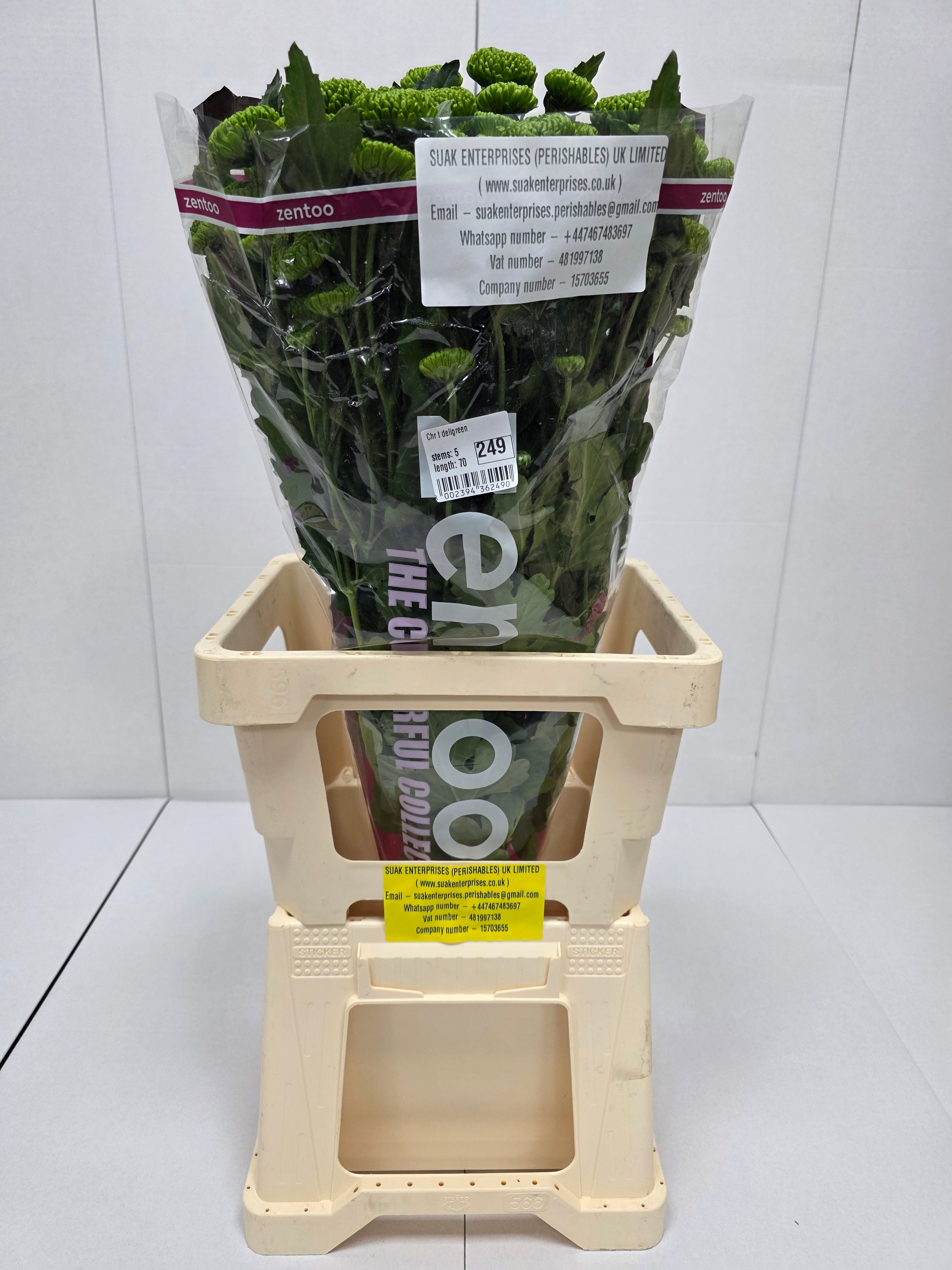 Farm Fresh Spray Chrysanthemum T Deligreen (Bunch of 5 stems, Length 70cm) (PACK OF 2)