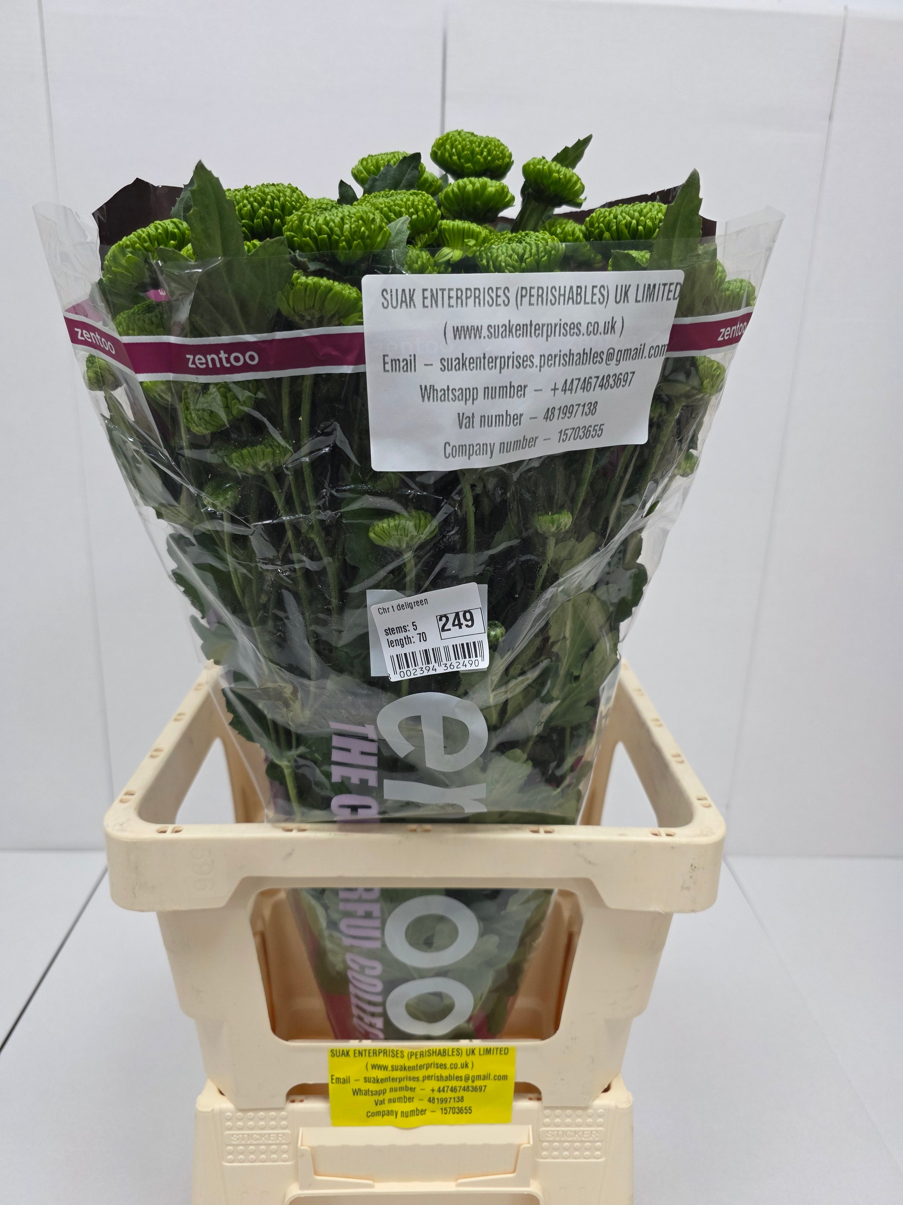 Farm Fresh Spray Chrysanthemum T Deligreen (Bunch of 5 stems, Length 70cm) (PACK OF 2)