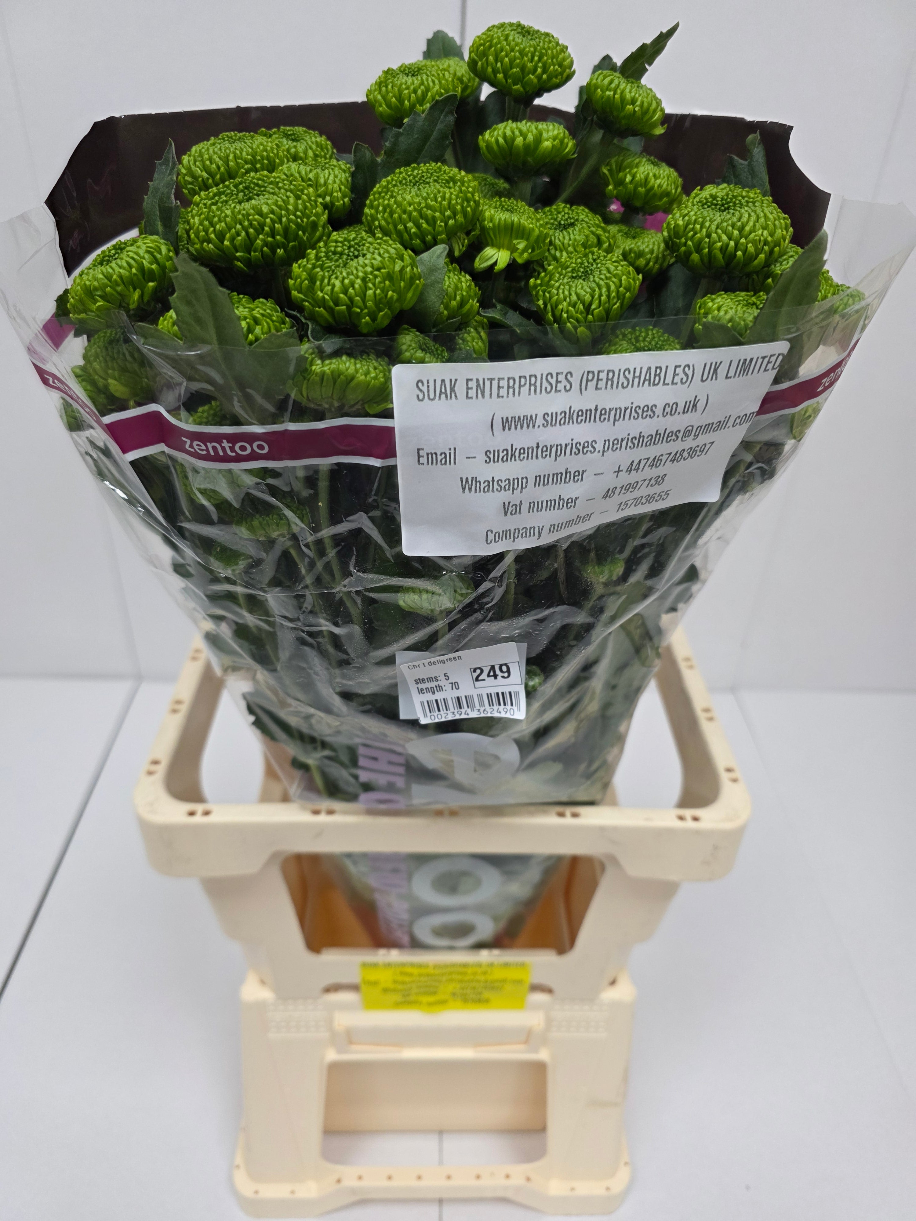 Farm Fresh Spray Chrysanthemum T Deligreen (Bunch of 5 stems, Length 70cm) (PACK OF 2)