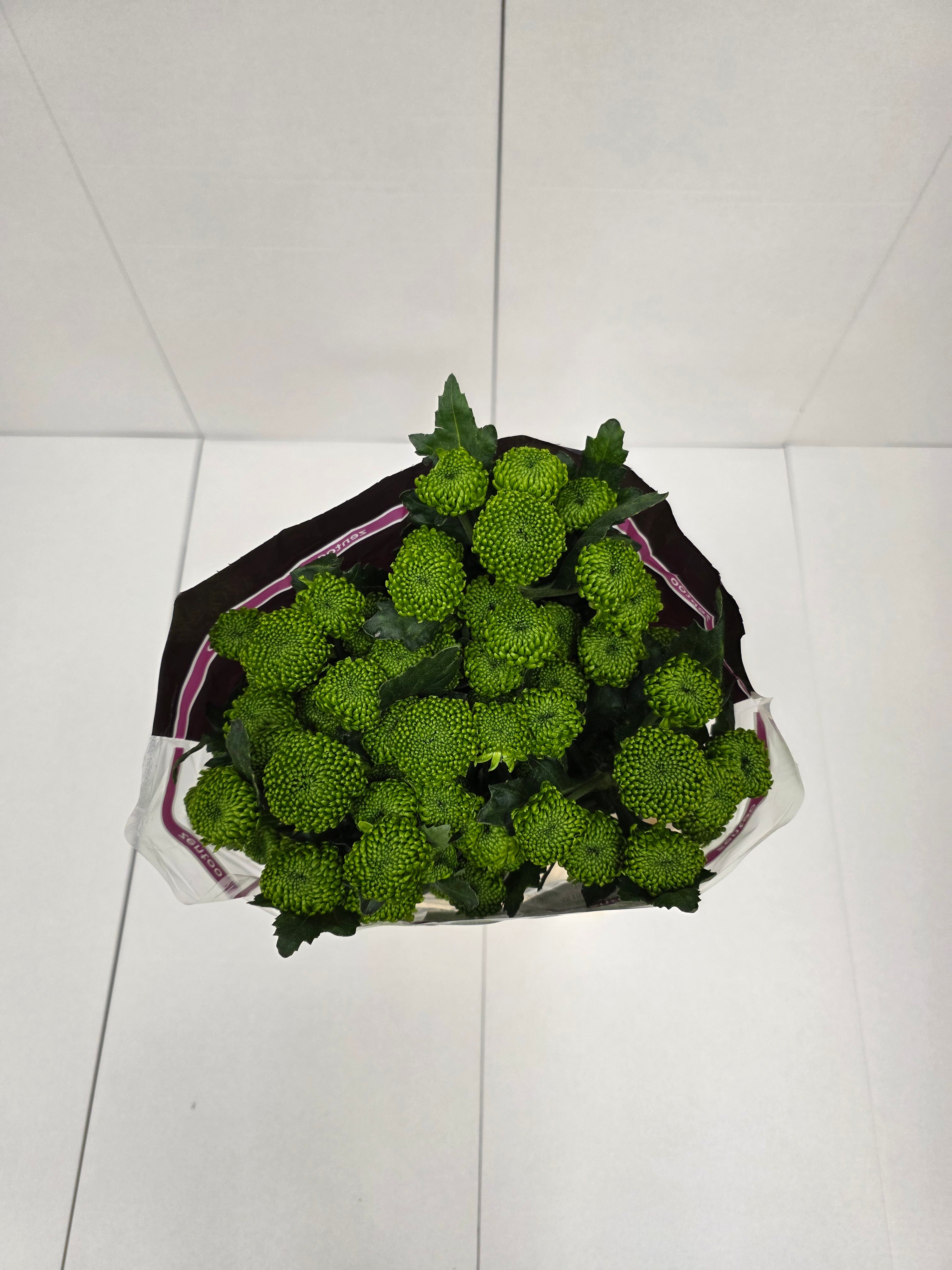 Farm Fresh Spray Chrysanthemum T Deligreen (Bunch of 5 stems, Length 70cm) (PACK OF 2)