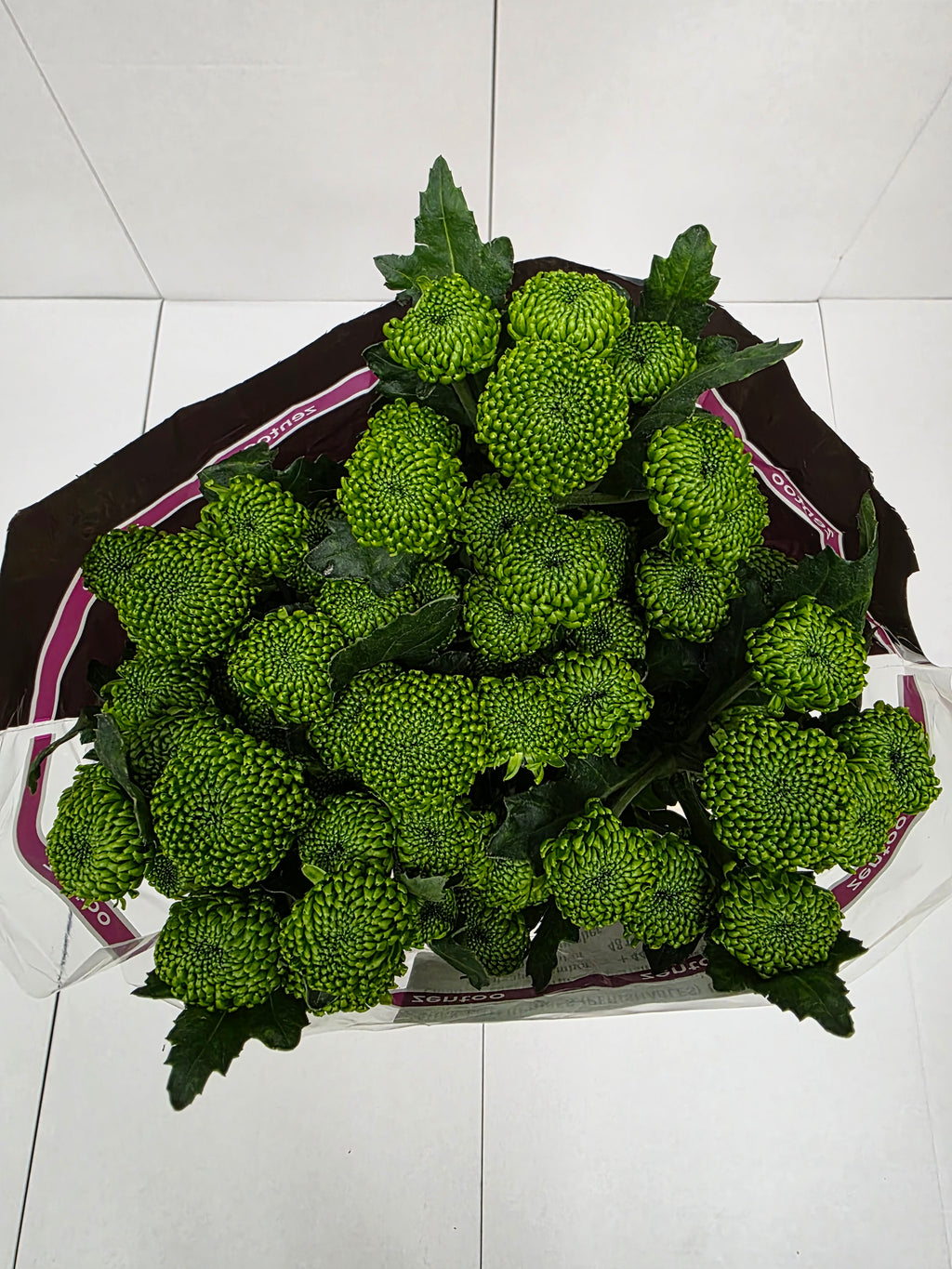 Farm Fresh Spray Chrysanthemum T Deligreen (Bunch of 5 stems, Length 70cm) (PACK OF 2)