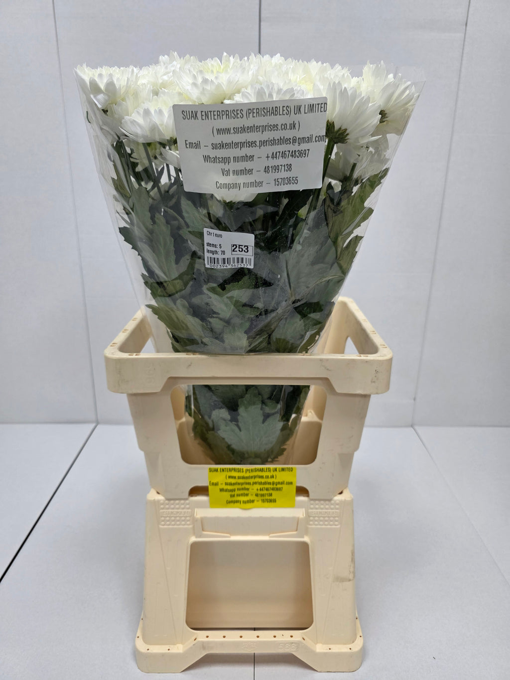 Farm Fresh Spray Chrysanthemum T Euro (Bunch of 5 stems, Length 70cm) (PACK OF 2)