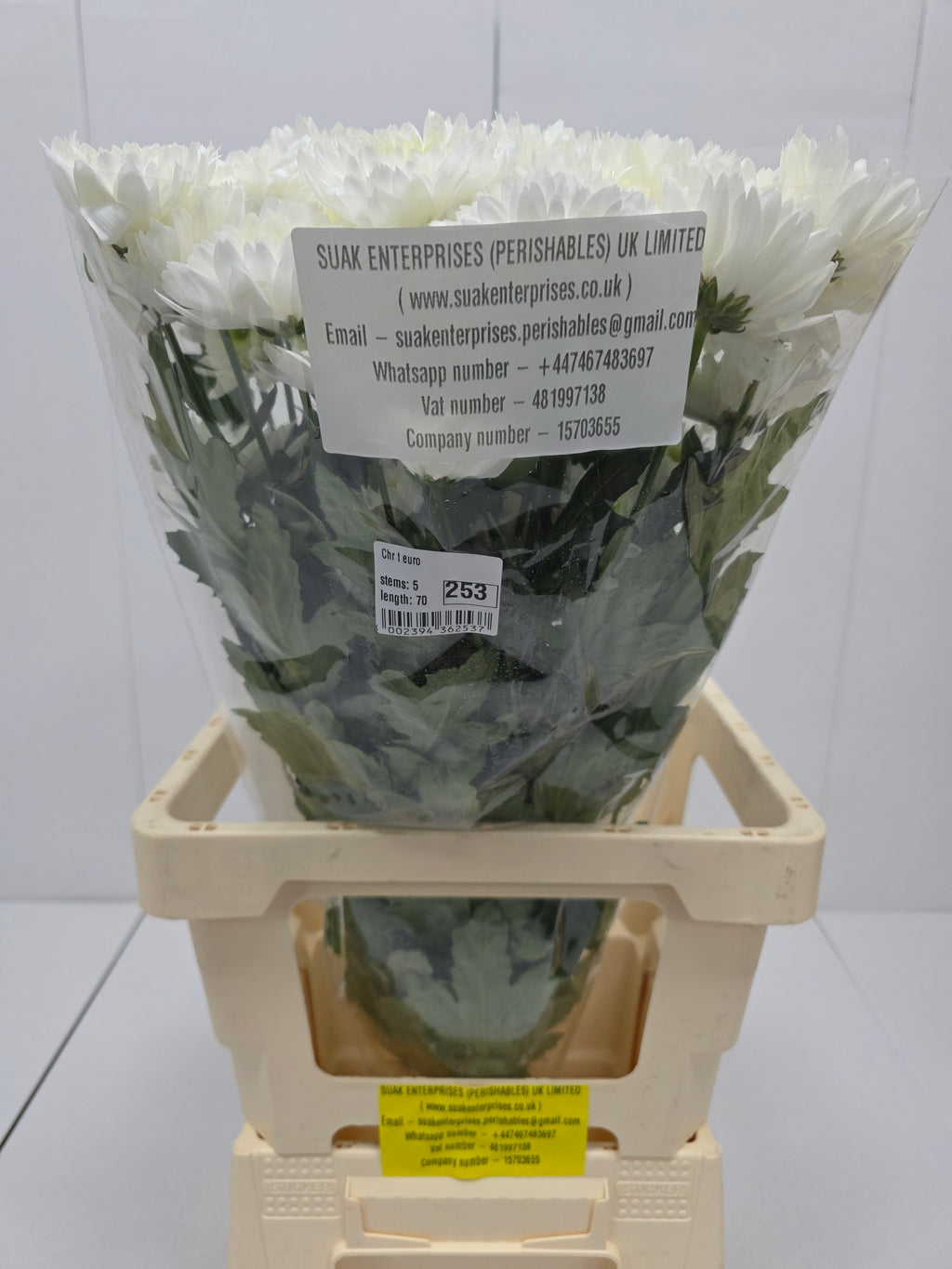 Farm Fresh Spray Chrysanthemum T Euro (Bunch of 5 stems, Length 70cm) (PACK OF 2)