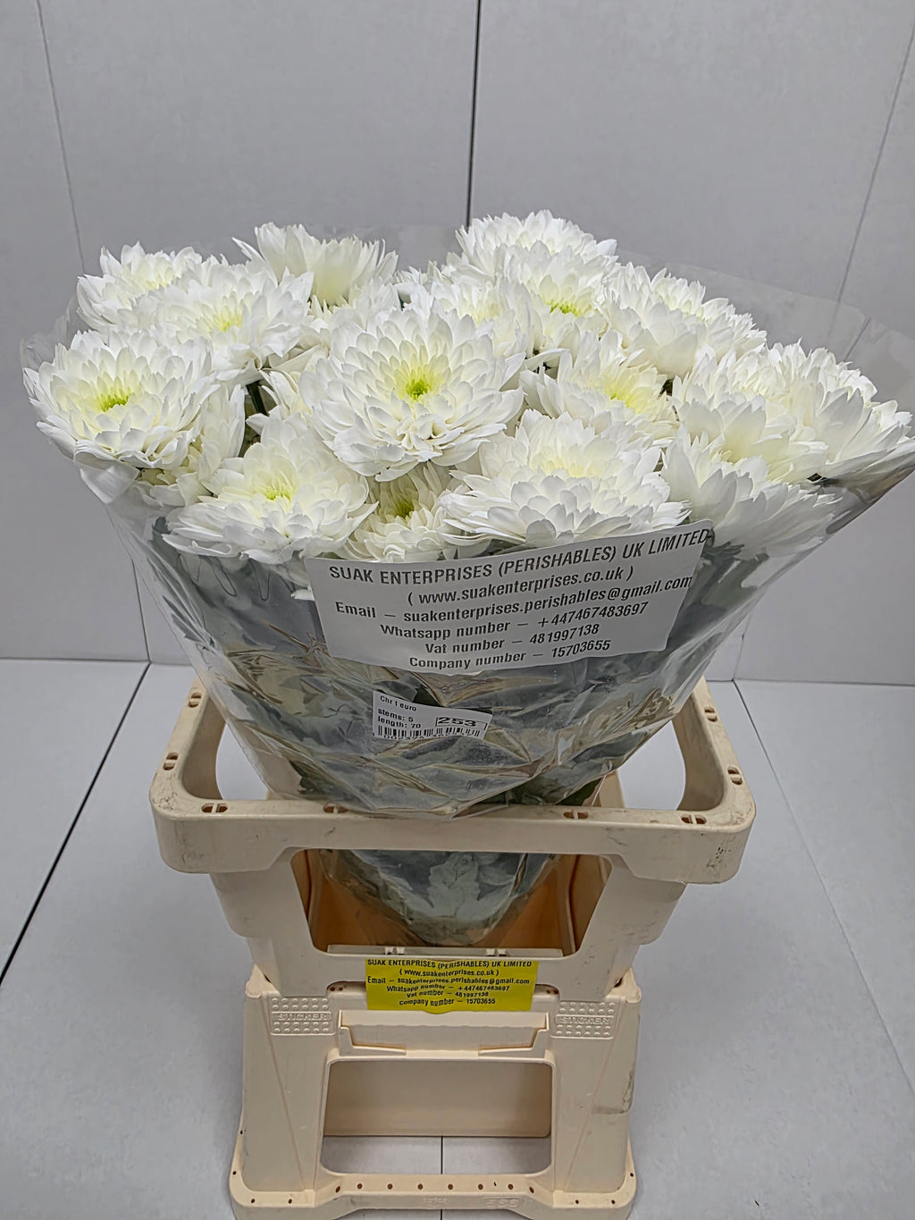 Farm Fresh Spray Chrysanthemum T Euro (Bunch of 5 stems, Length 70cm) (PACK OF 2)
