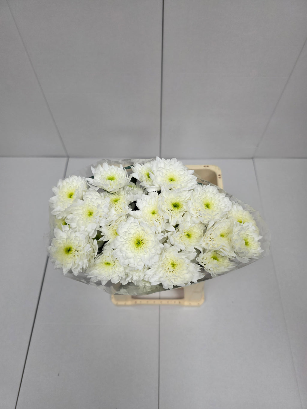 Farm Fresh Spray Chrysanthemum T Euro (Bunch of 5 stems, Length 70cm) (PACK OF 2)