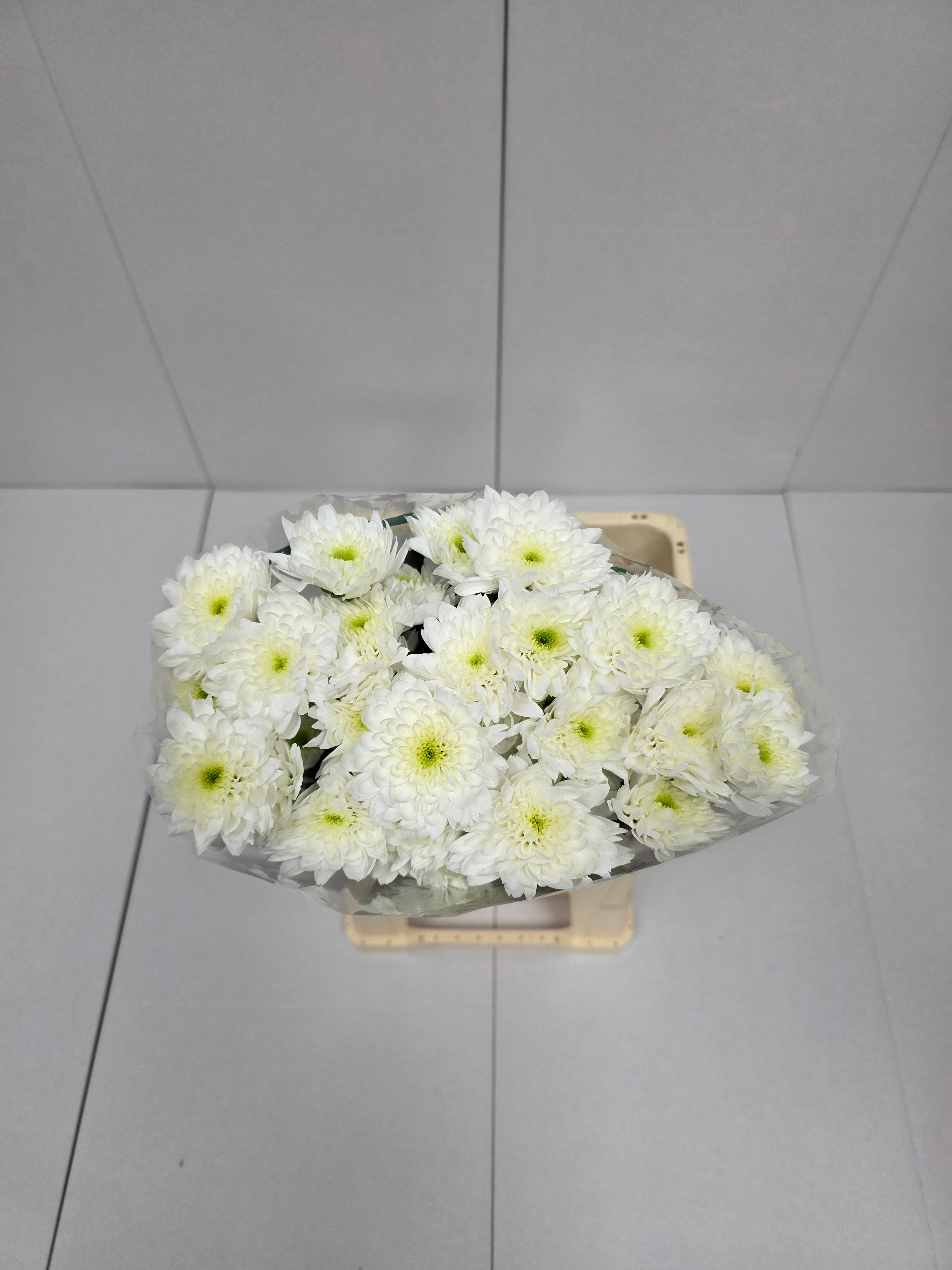 Farm Fresh Spray Chrysanthemum T Euro (Bunch of 5 stems, Length 70cm) (PACK OF 2)