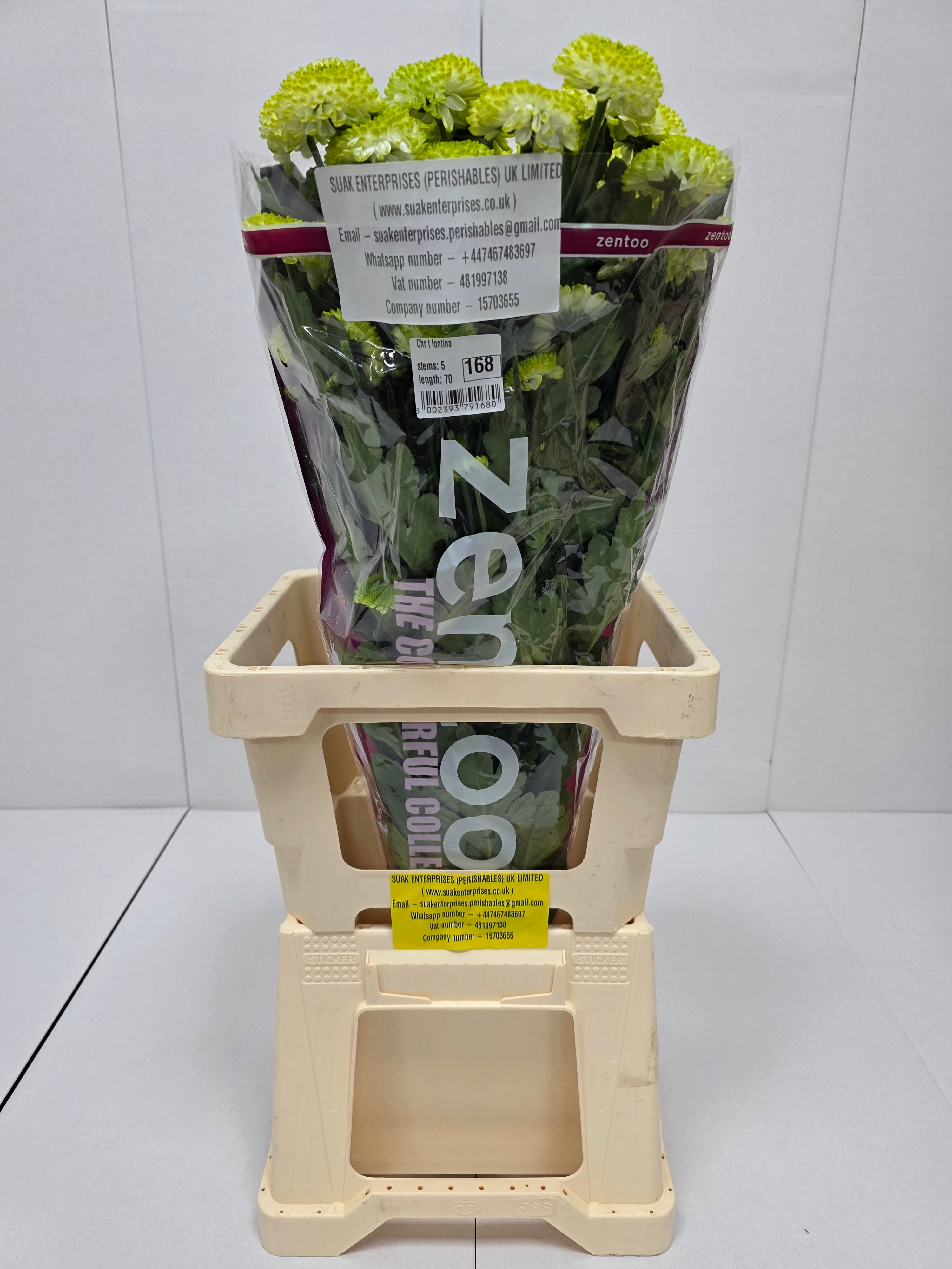 Farm Fresh Spray Chrysanthemum T Fontina (Bunch of 5 stems, Length 70cm) (PACK OF 2)