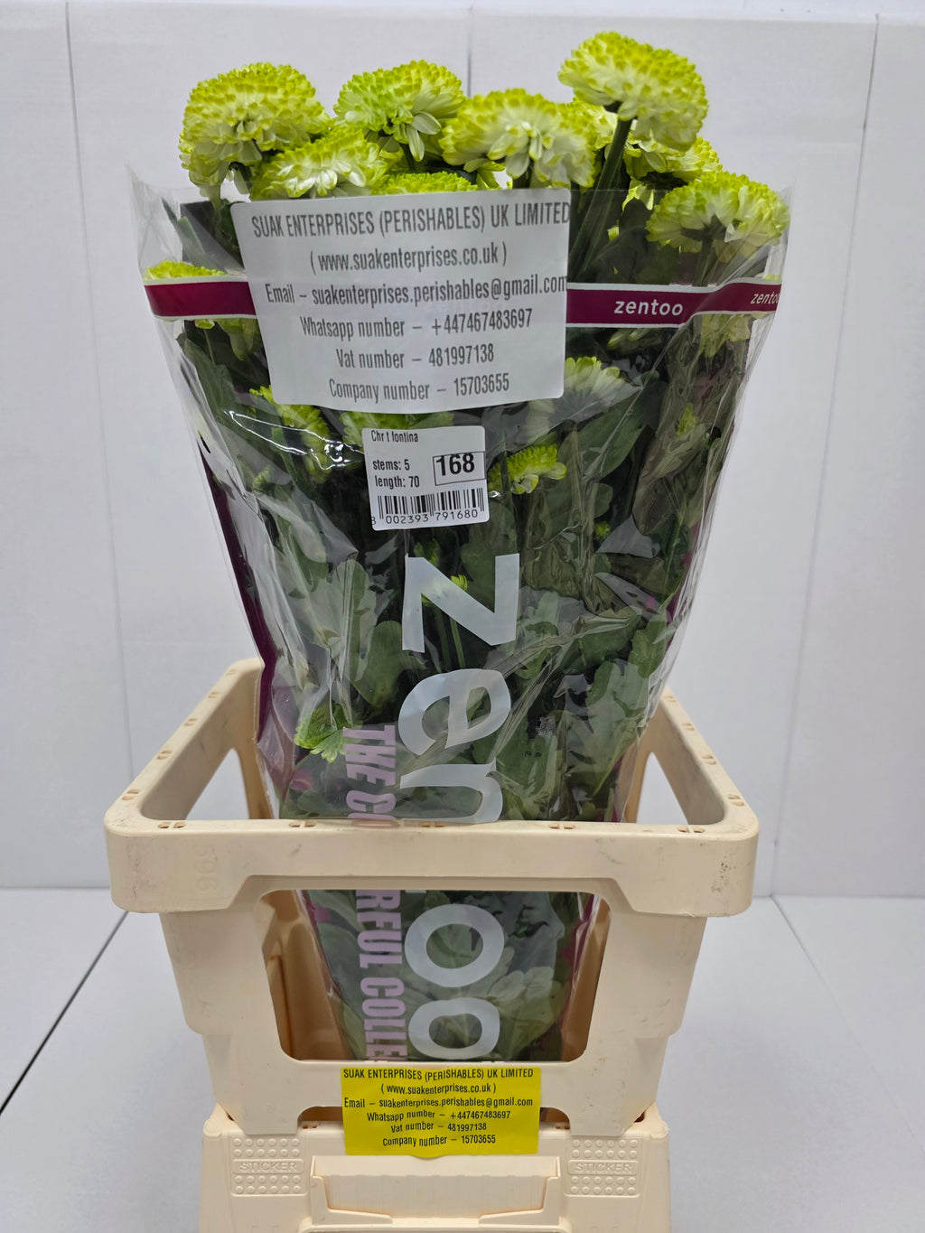 Farm Fresh Spray Chrysanthemum T Fontina (Bunch of 5 stems, Length 70cm) (PACK OF 2)