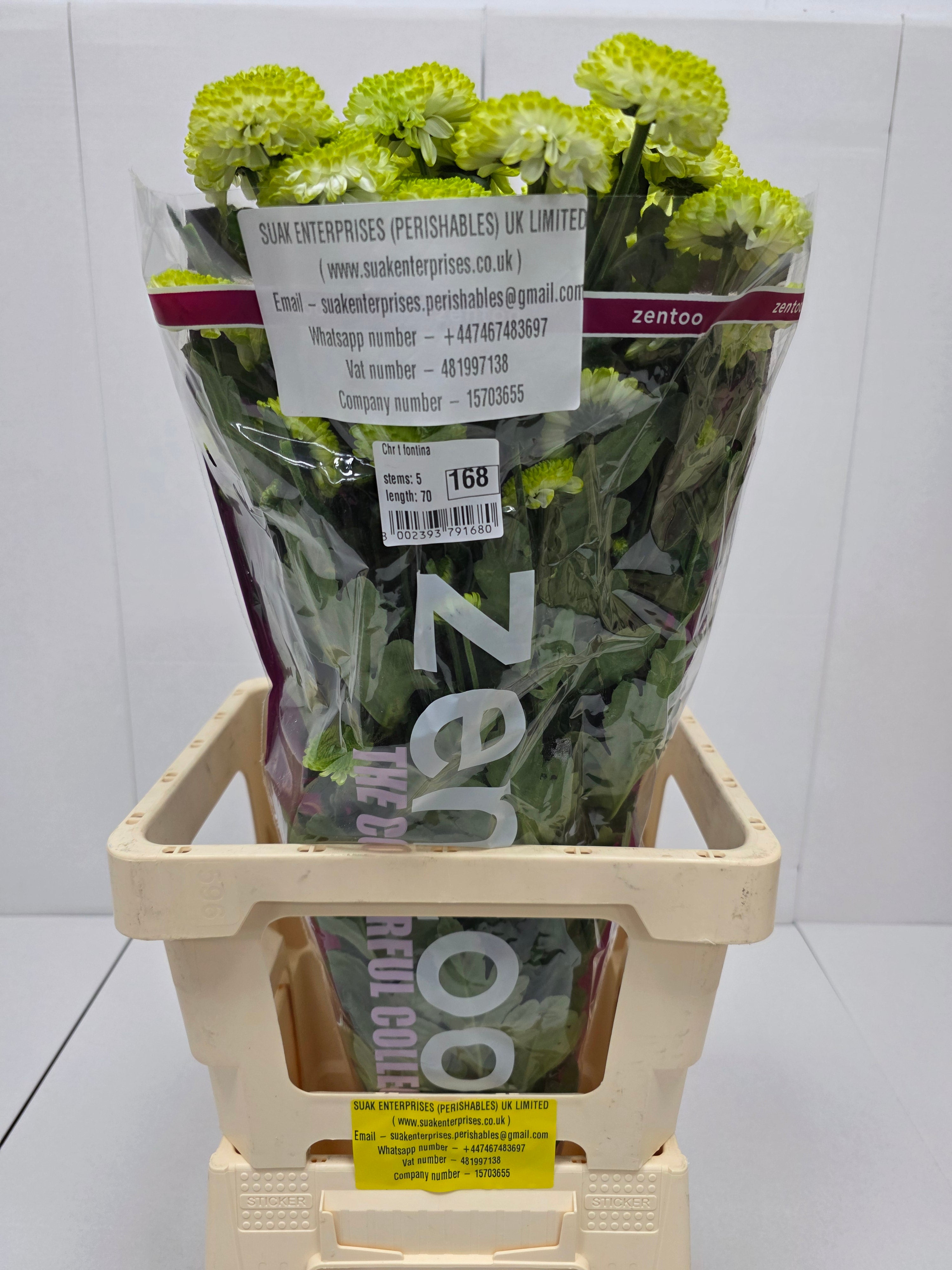 Farm Fresh Spray Chrysanthemum T Fontina (Bunch of 5 stems, Length 70cm) (PACK OF 2)