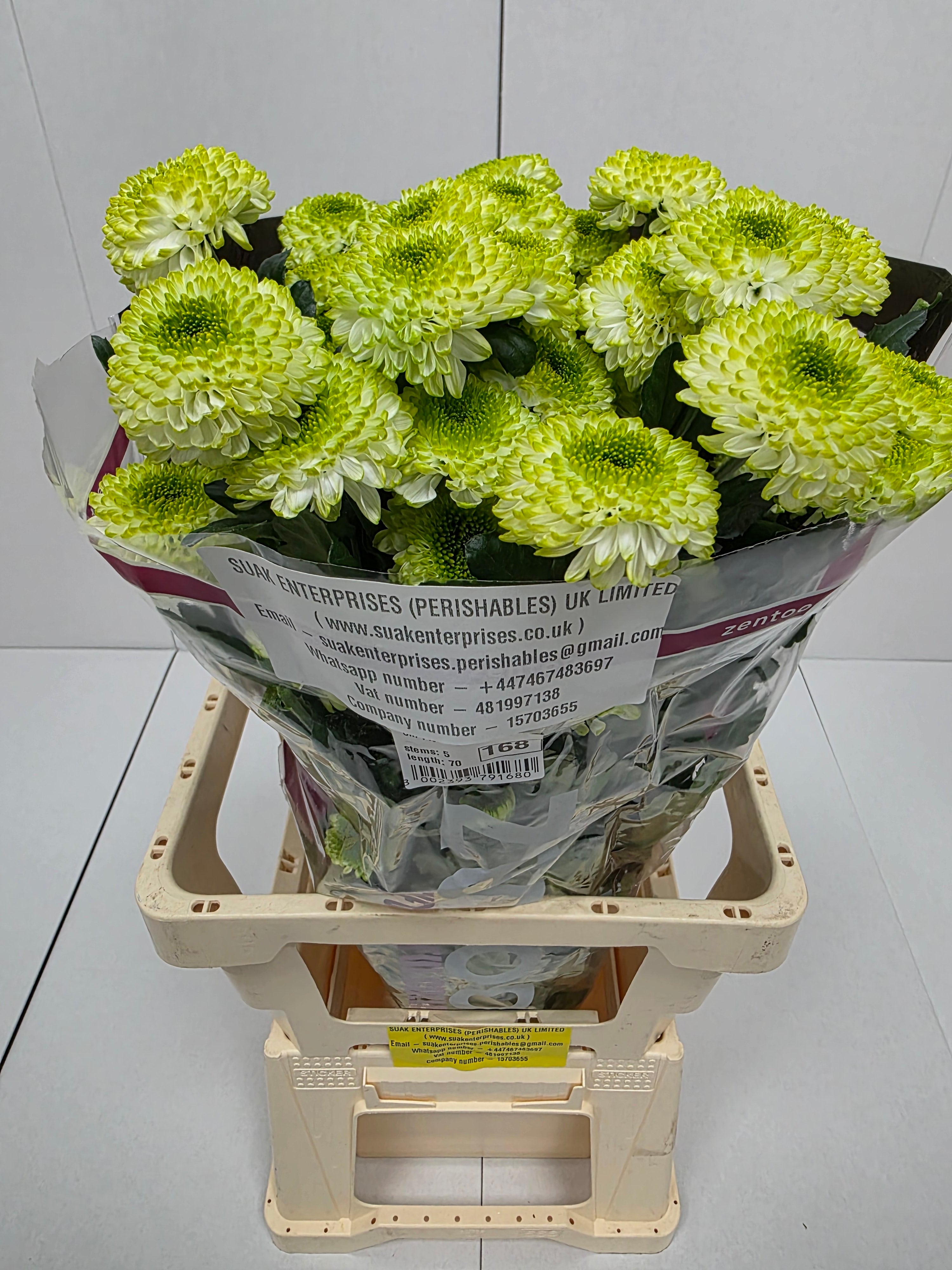 Farm Fresh Spray Chrysanthemum T Fontina (Bunch of 5 stems, Length 70cm) (PACK OF 2)