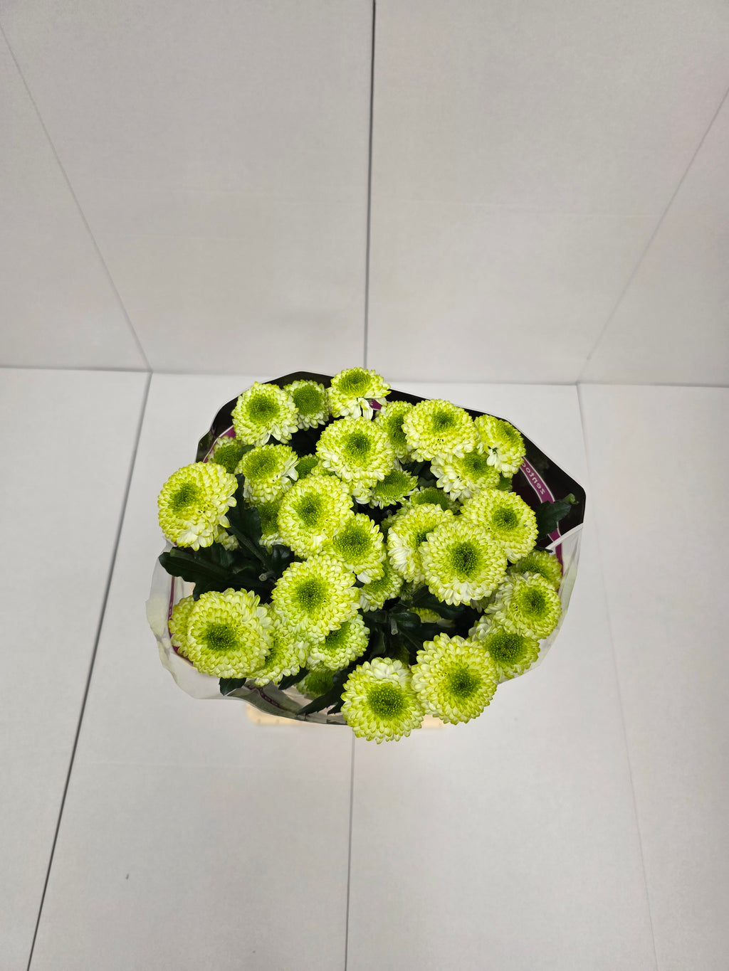 Farm Fresh Spray Chrysanthemum T Fontina (Bunch of 5 stems, Length 70cm) (PACK OF 2)